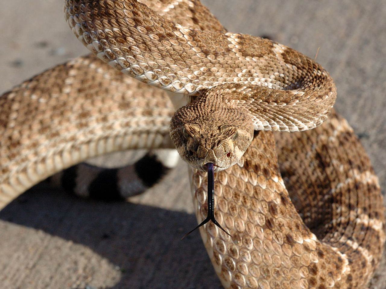 Eastern Diamondback Rattlesnake Wallpapers