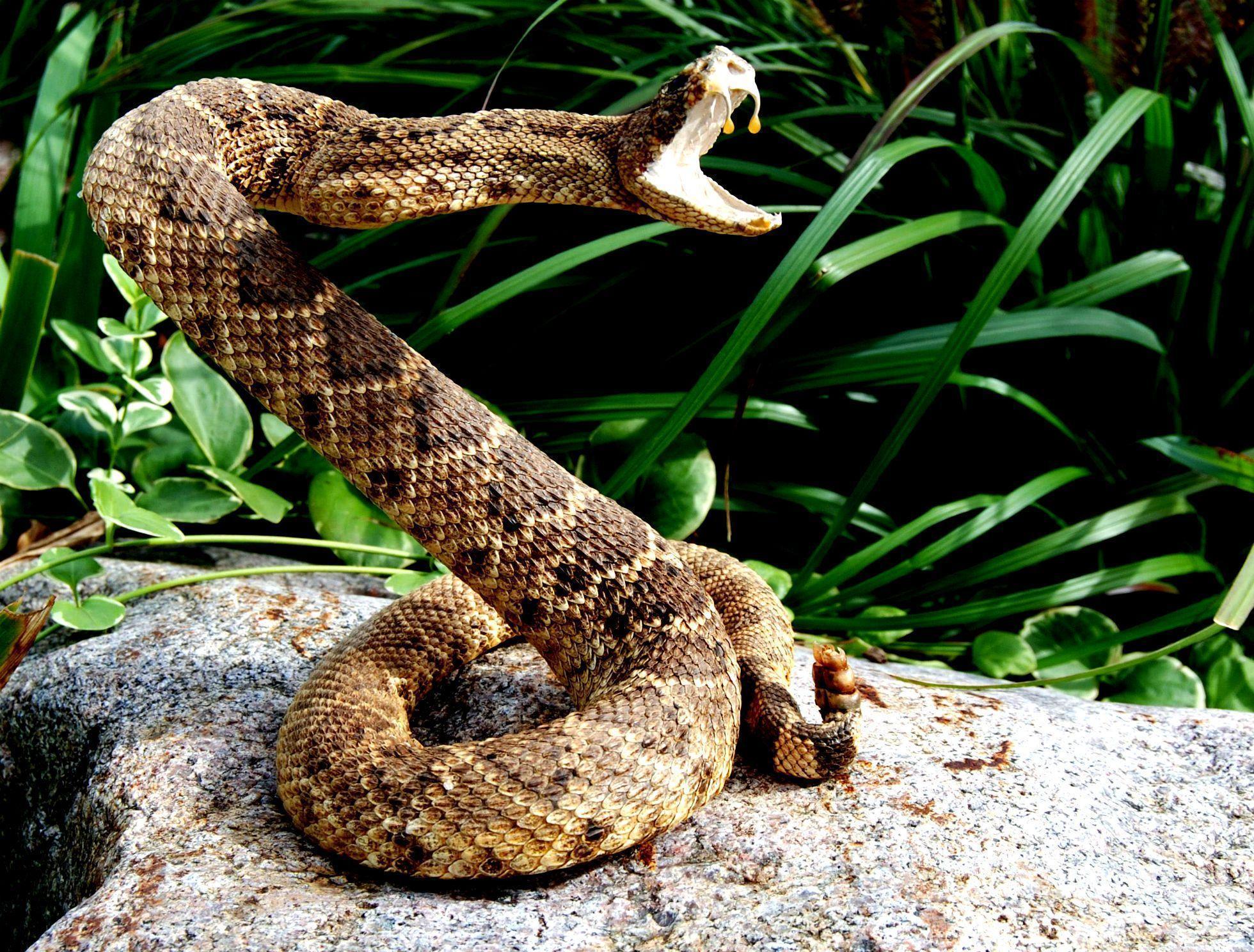 Eastern Diamondback Rattlesnake Wallpapers