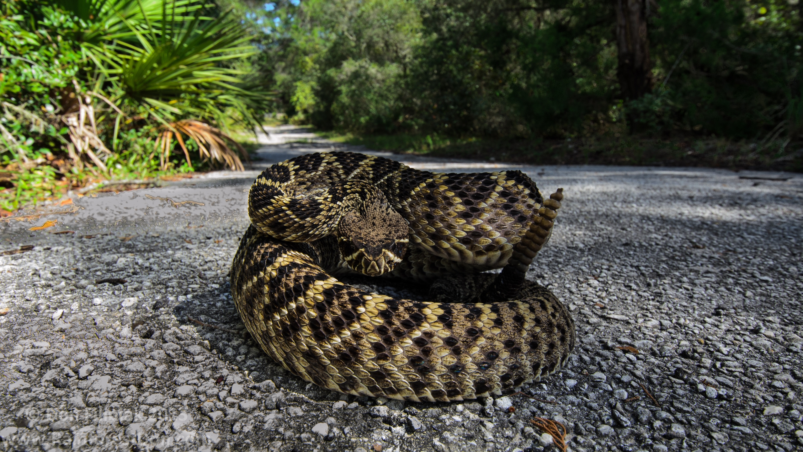 Eastern Diamondback Rattlesnake Wallpapers