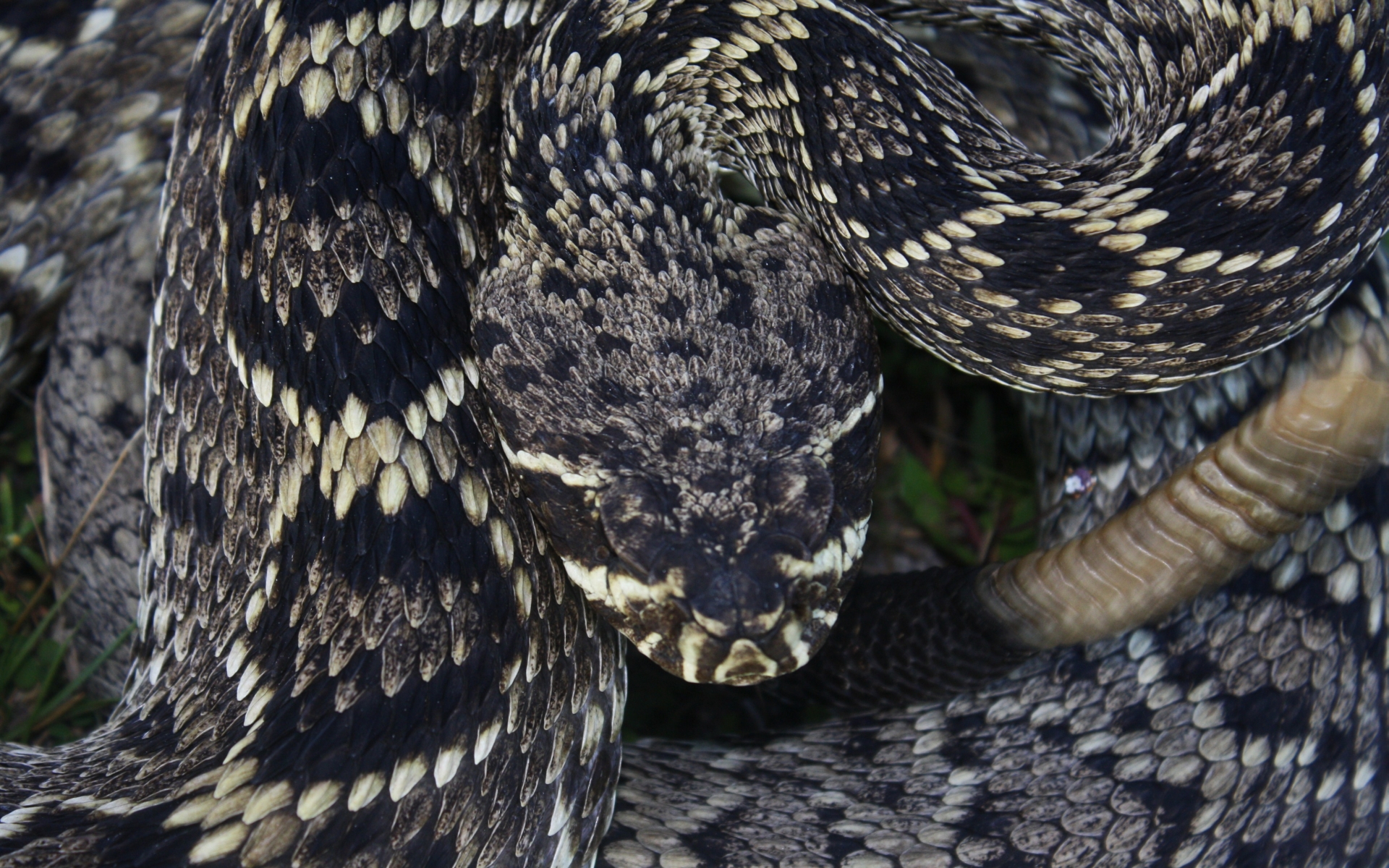 Eastern Diamondback Rattlesnake Wallpapers