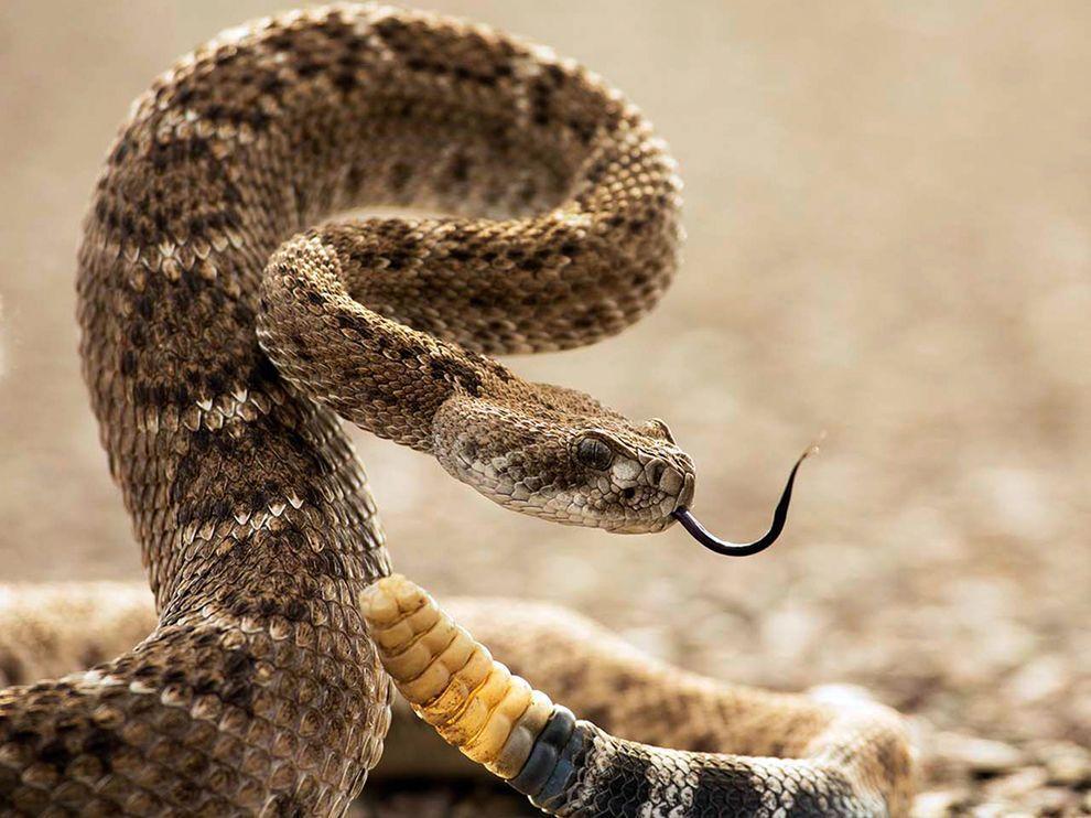 Eastern Diamondback Rattlesnake Wallpapers