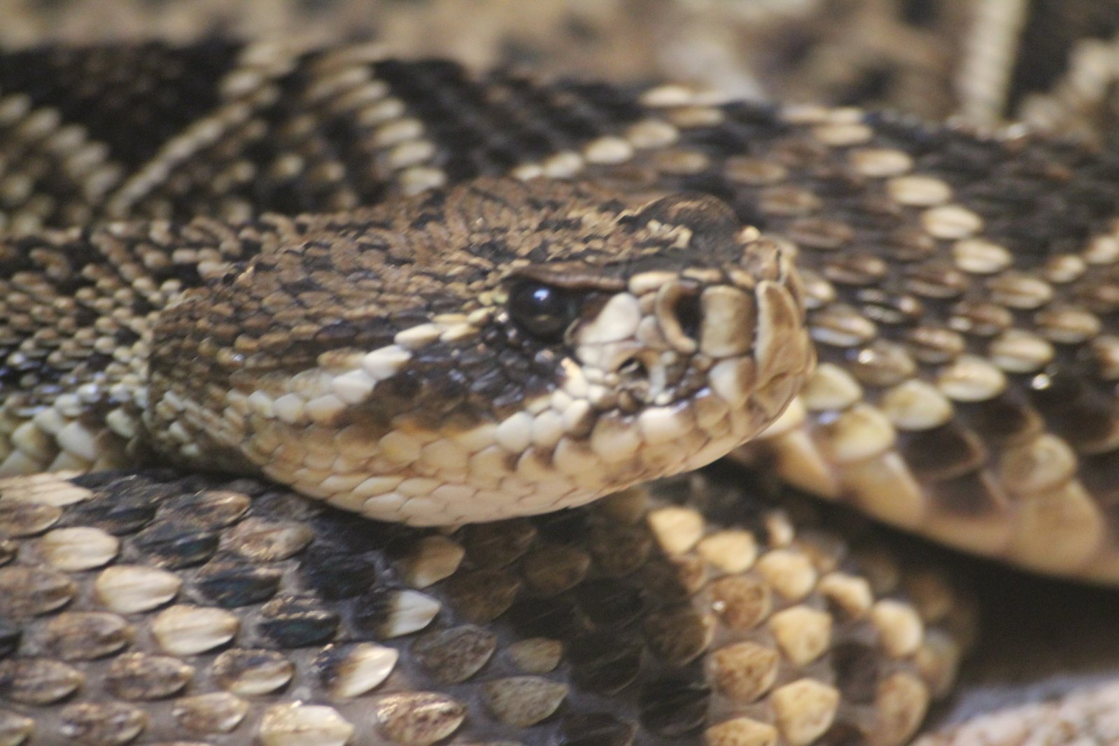 Eastern Diamondback Rattlesnake Wallpapers