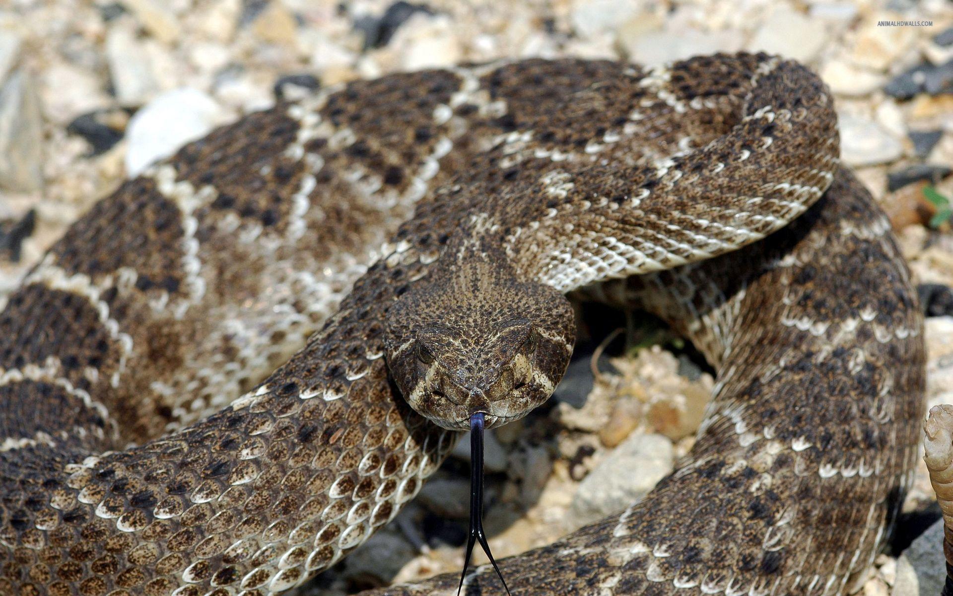 Eastern Diamondback Rattlesnake Wallpapers