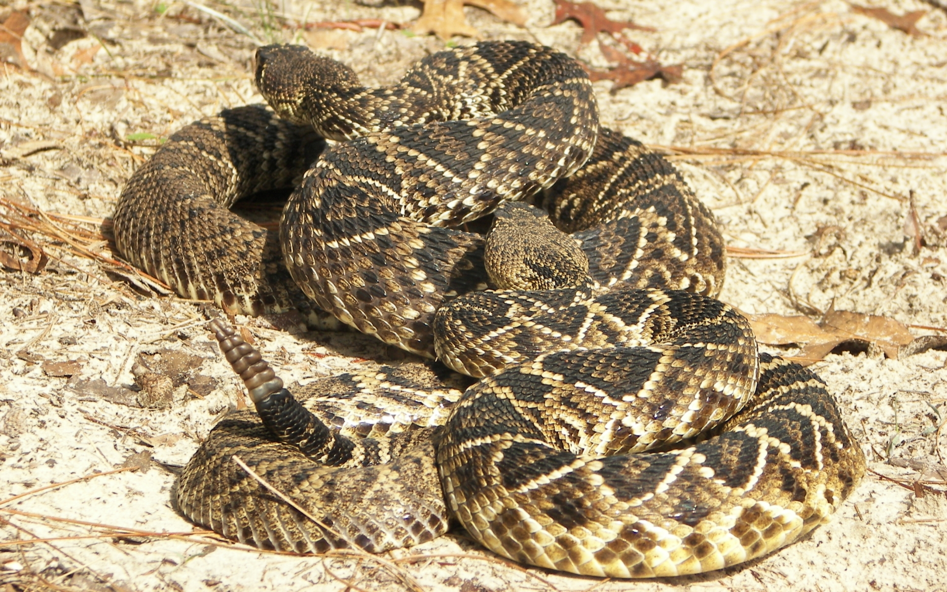 Eastern Diamondback Rattlesnake Wallpapers