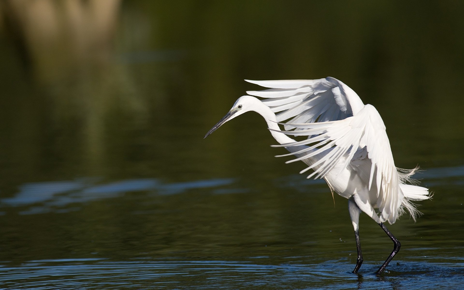 Egret Wallpapers