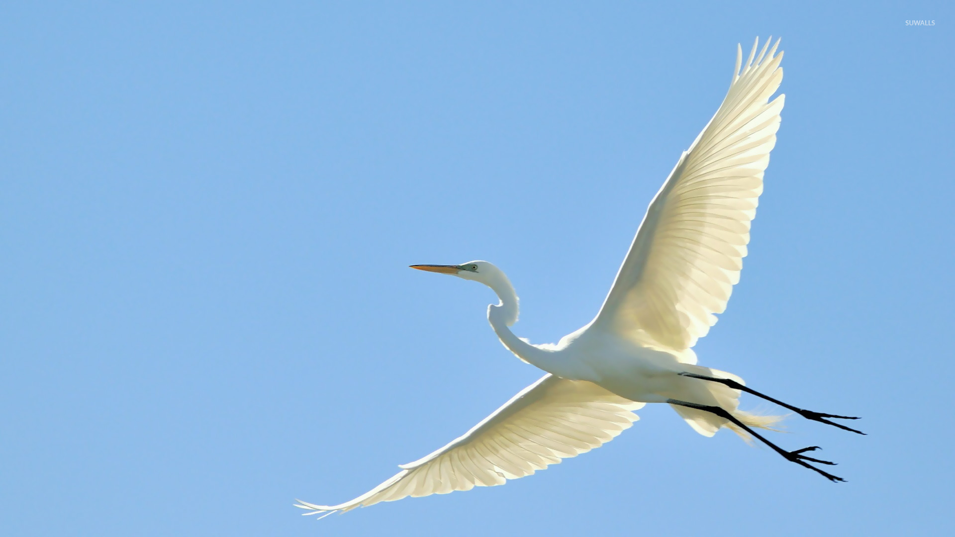 Egret Wallpapers