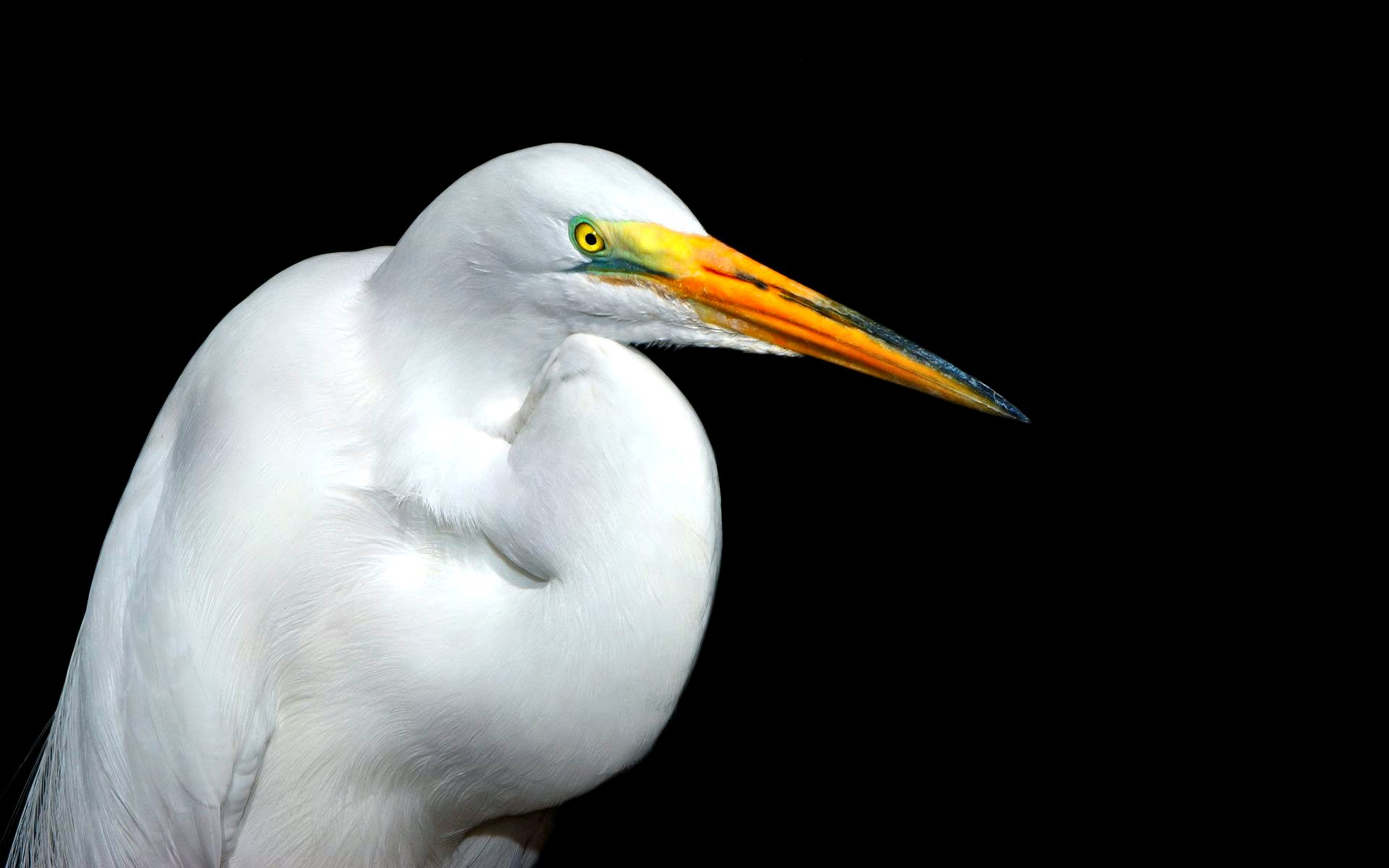 Egret Wallpapers