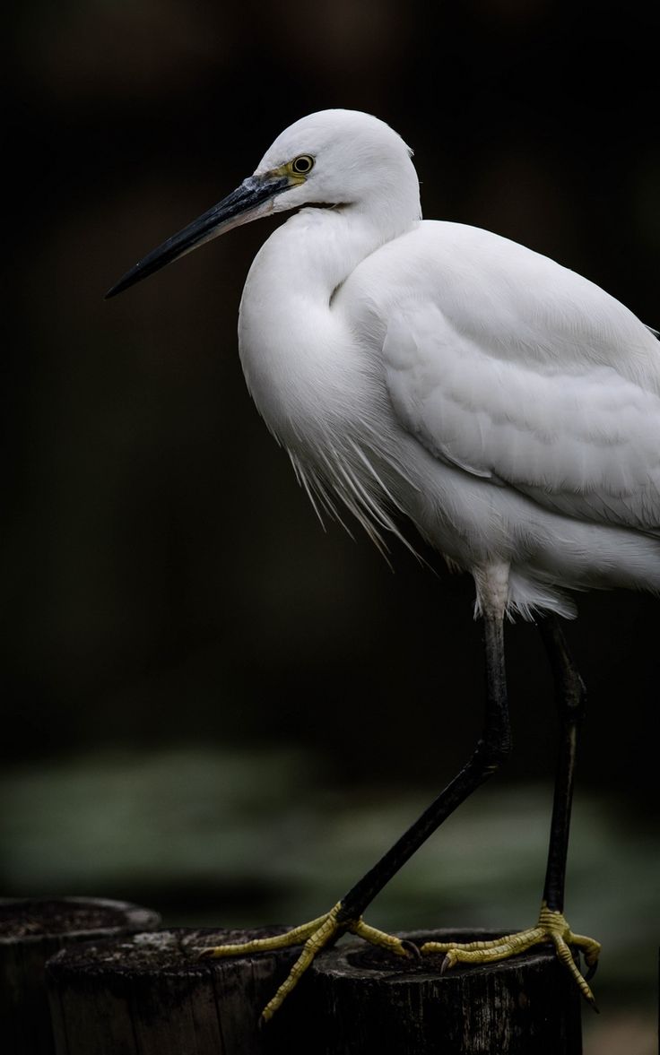 Egret Wallpapers