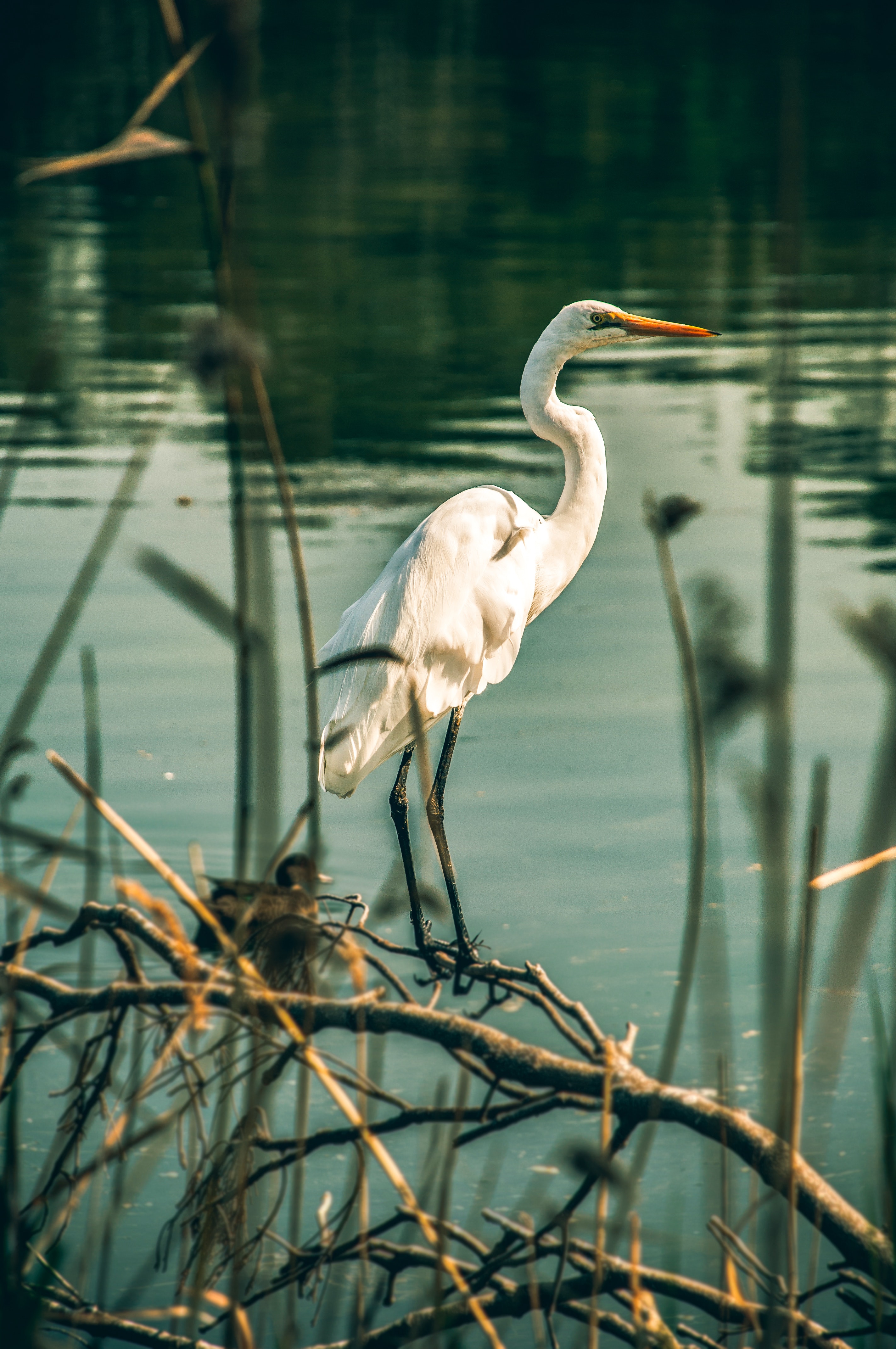 Egret Wallpapers