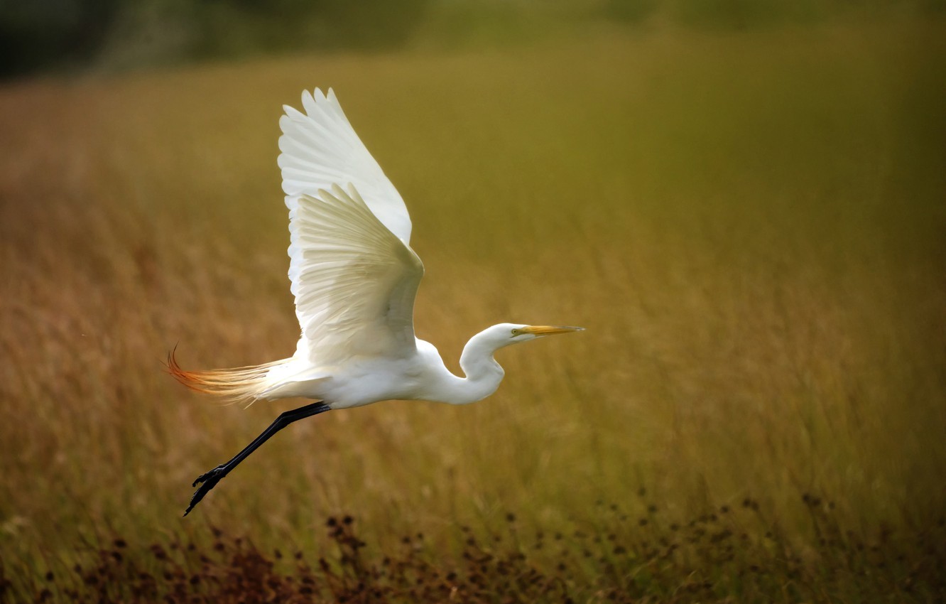 Egret Wallpapers