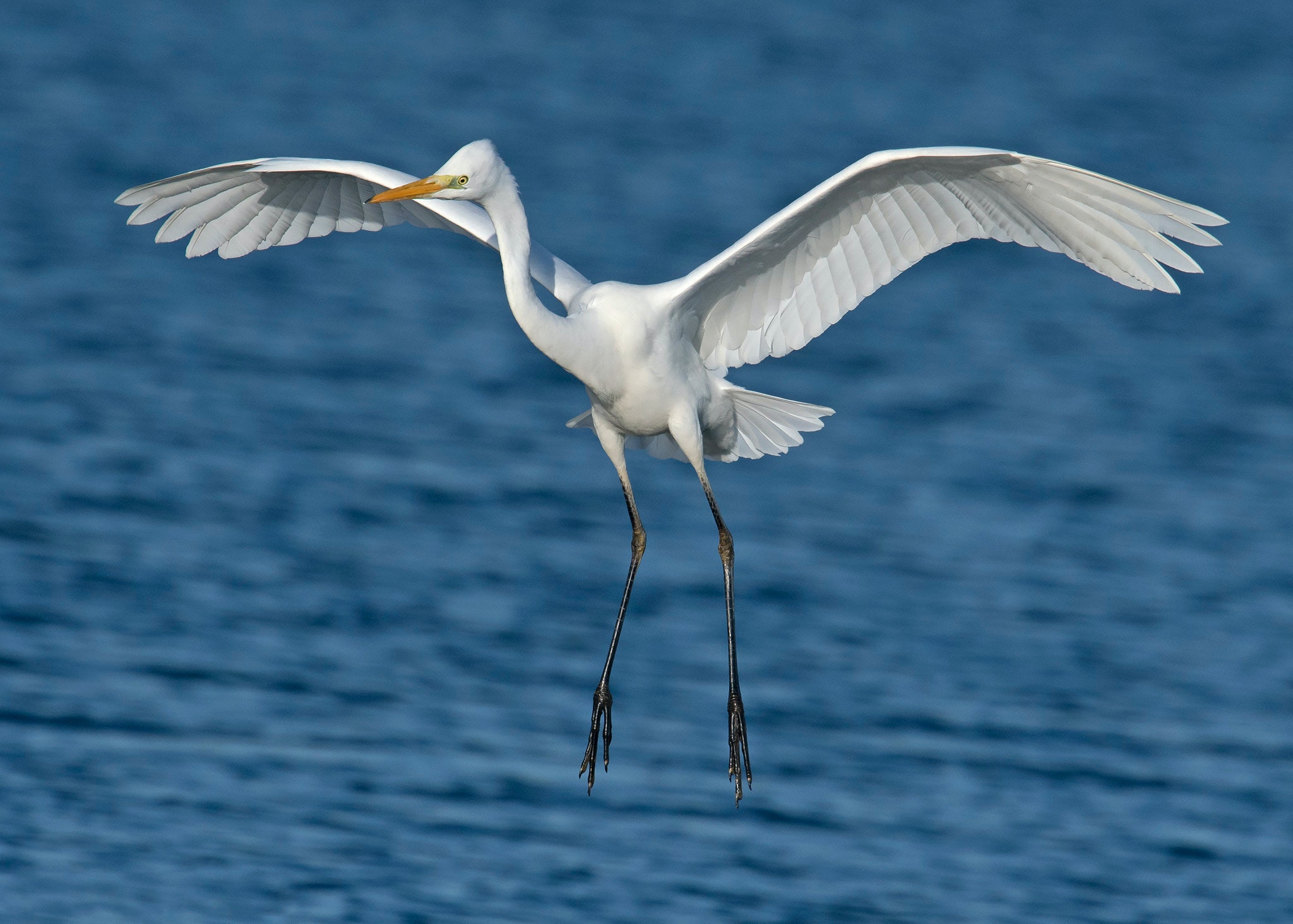 Egret Wallpapers