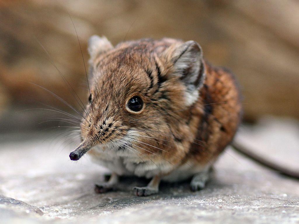 Elephant Shrew Wallpapers