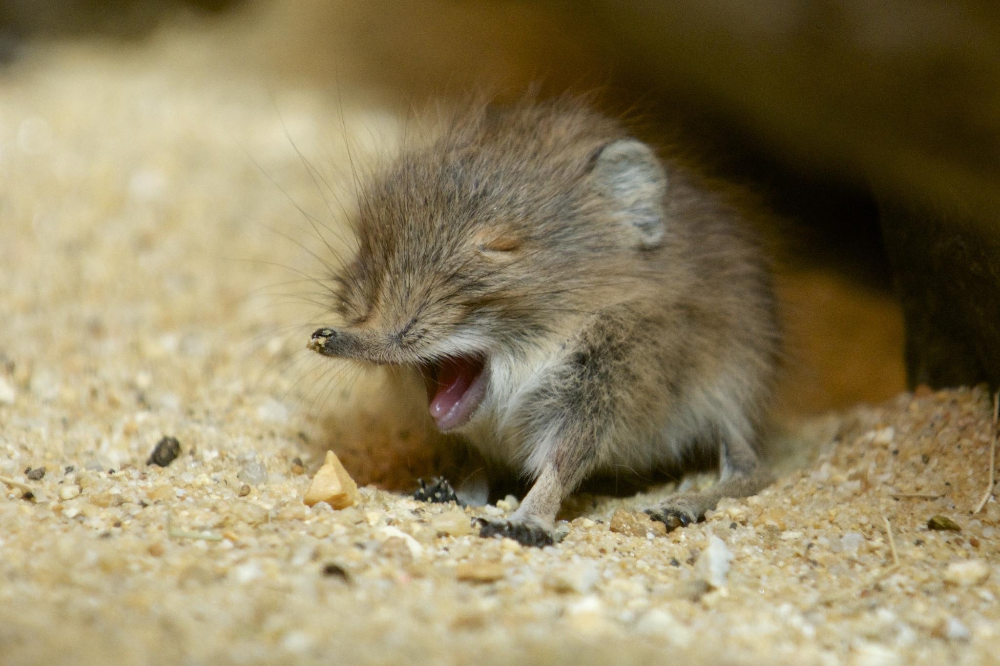 Elephant Shrew Wallpapers