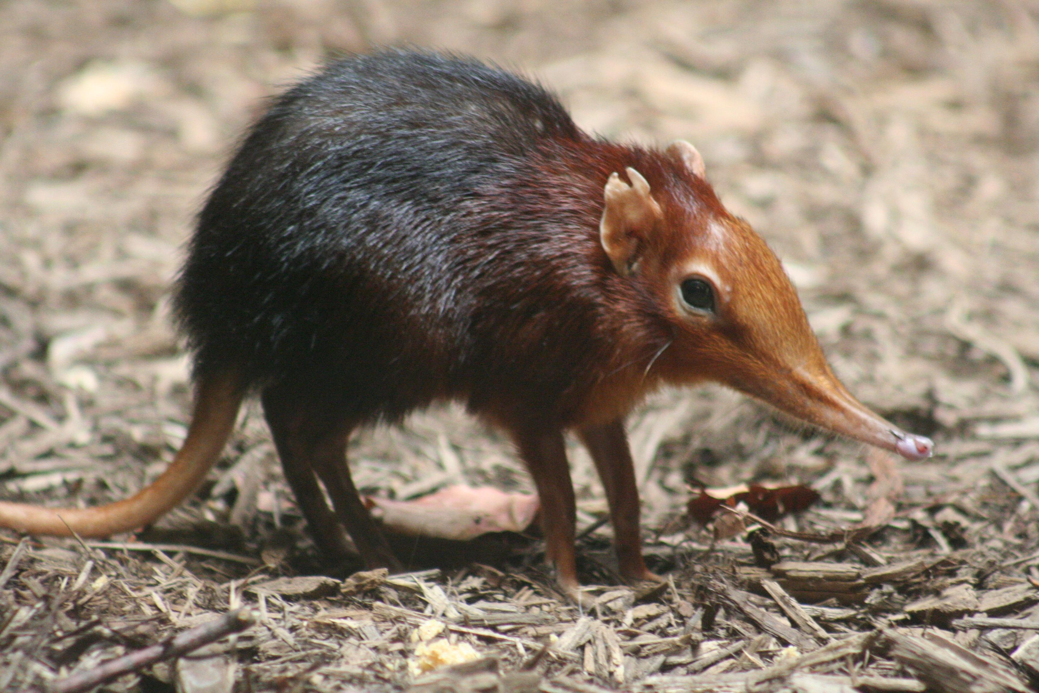 Elephant Shrew Wallpapers