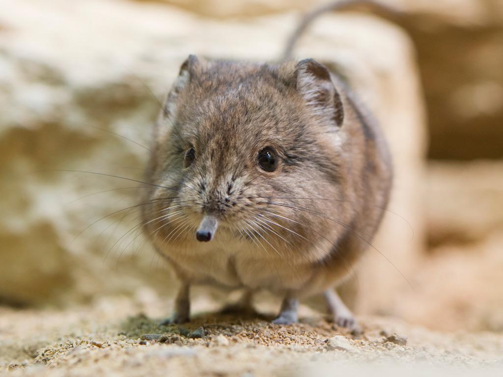 Elephant Shrew Wallpapers