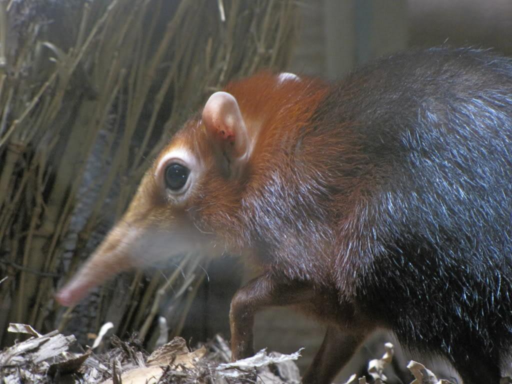 Elephant Shrew Wallpapers