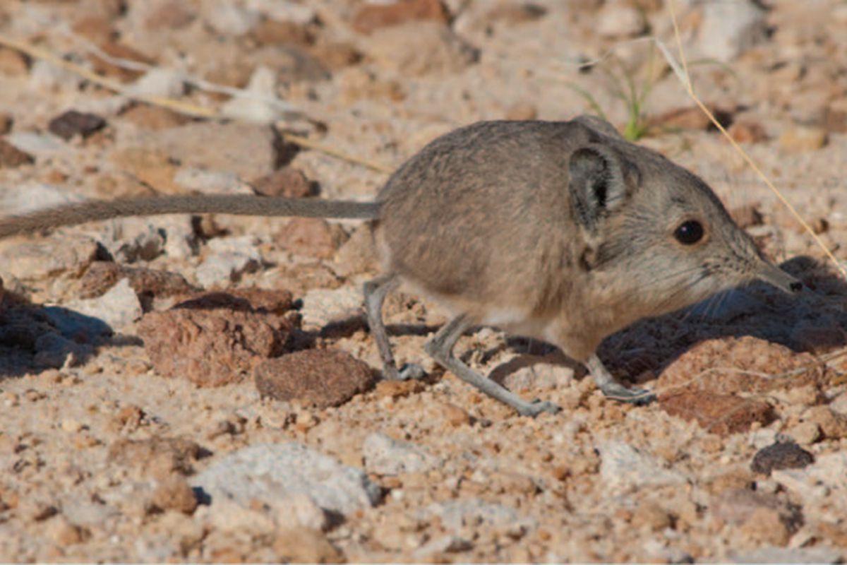 Elephant Shrew Wallpapers