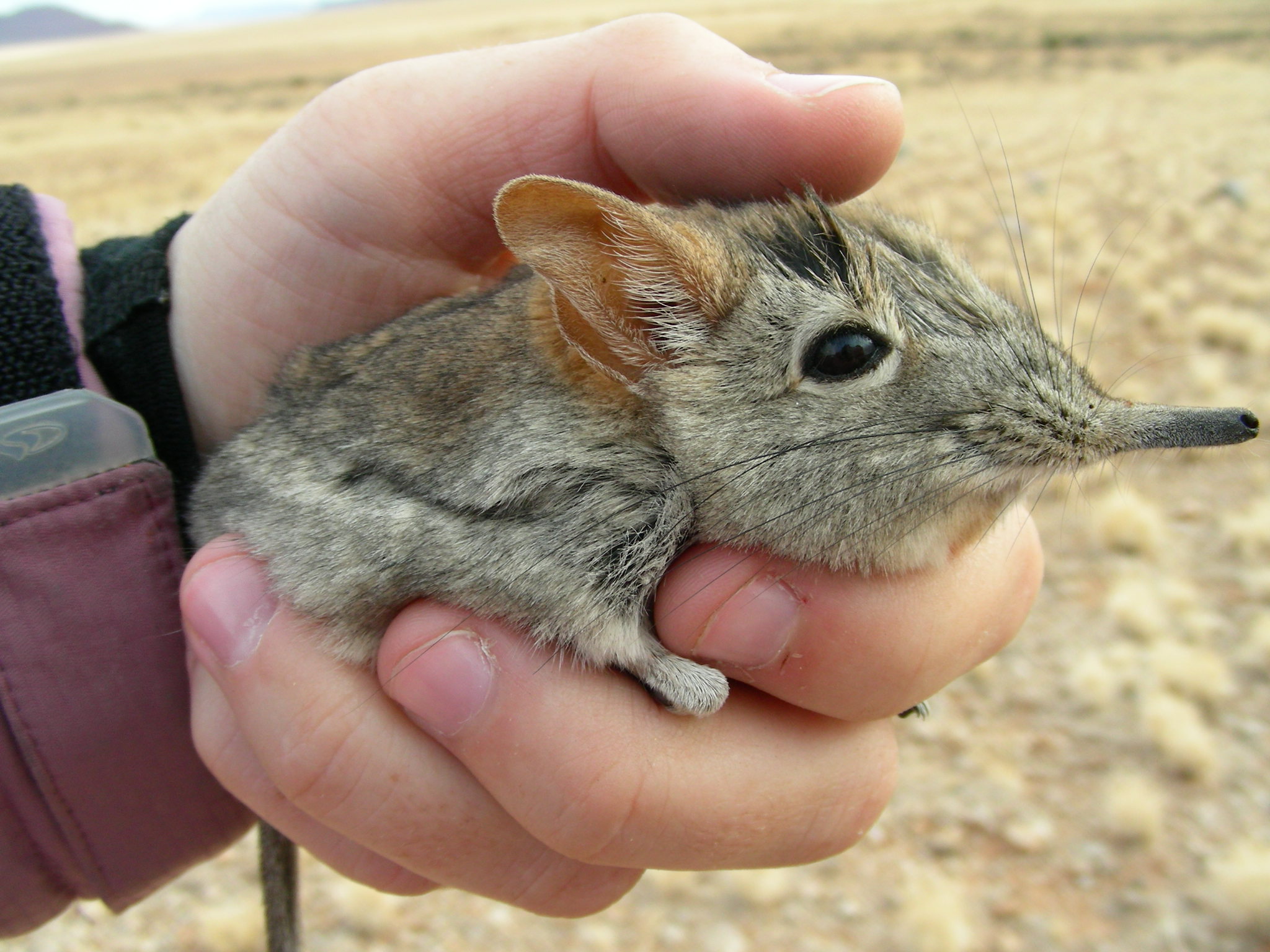 Elephant Shrew Wallpapers