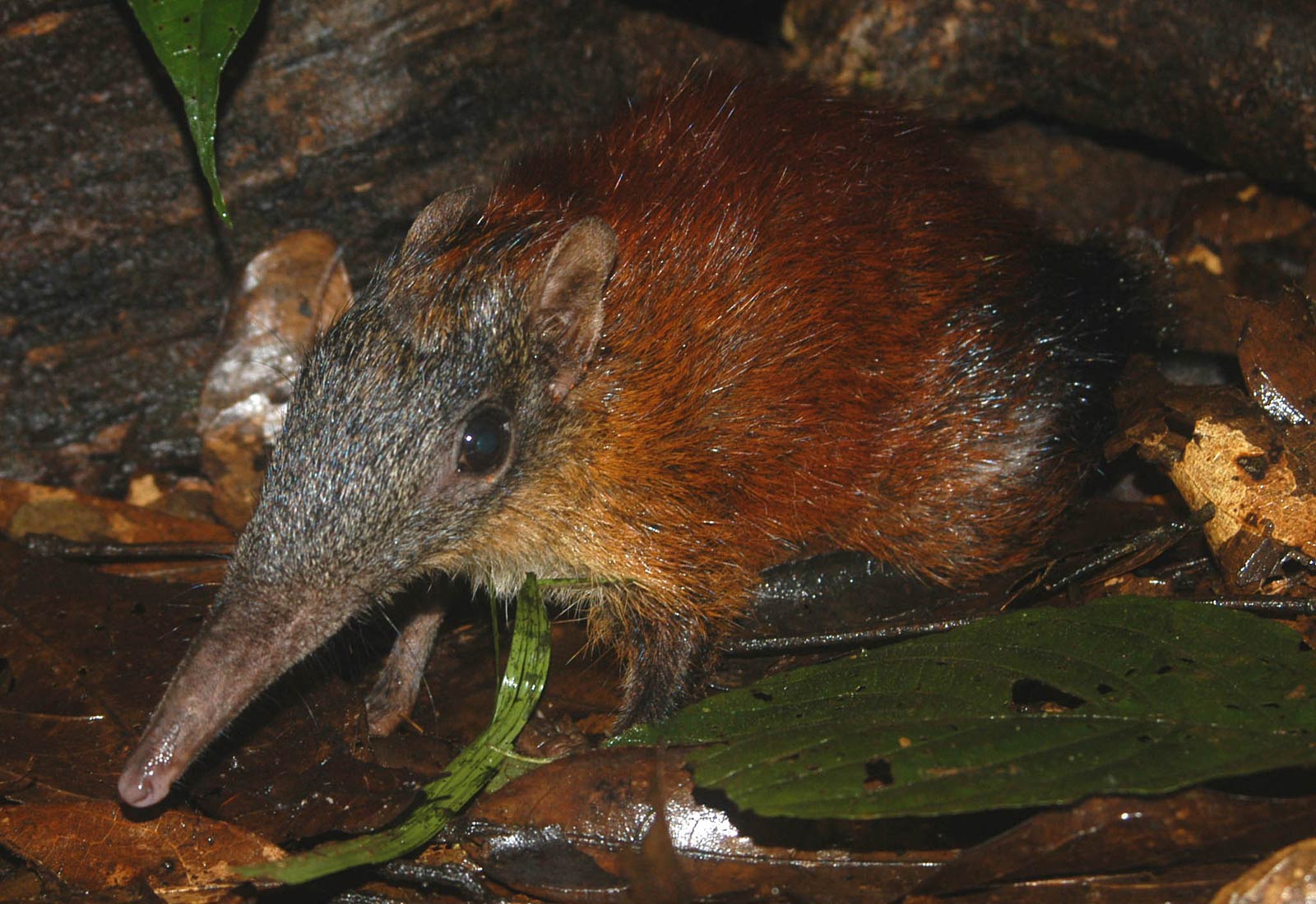 Elephant Shrew Wallpapers