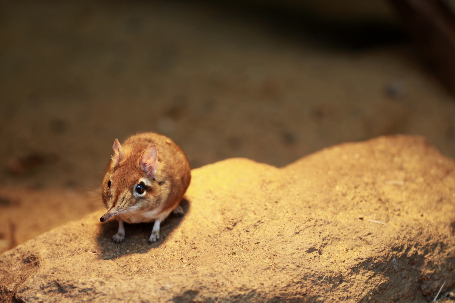 Elephant Shrew Wallpapers