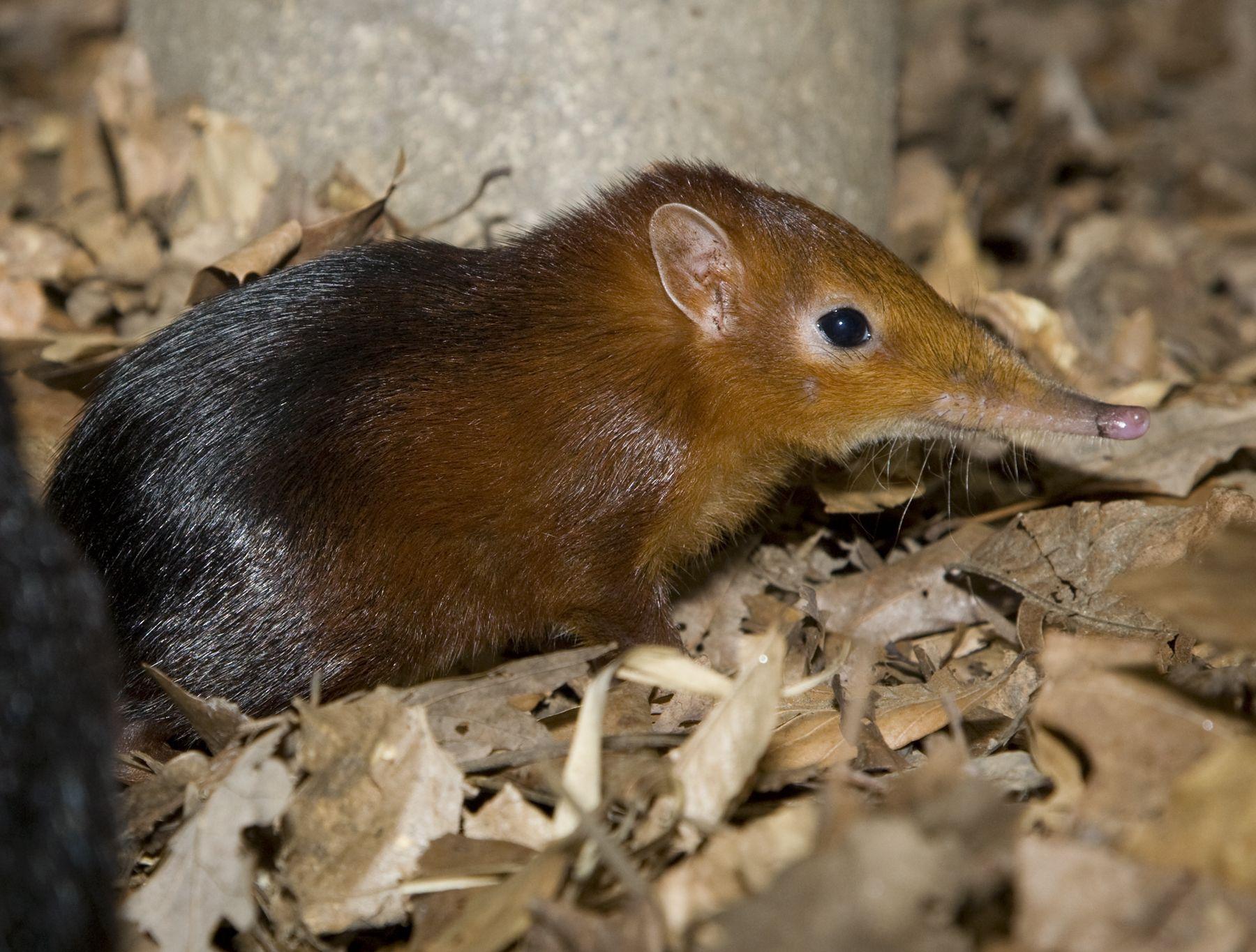 Elephant Shrew Wallpapers