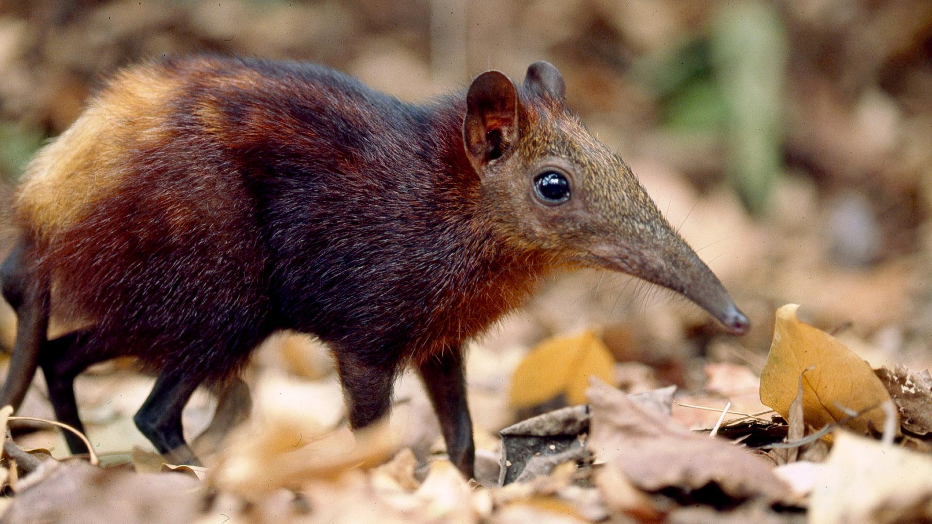 Elephant Shrew Wallpapers