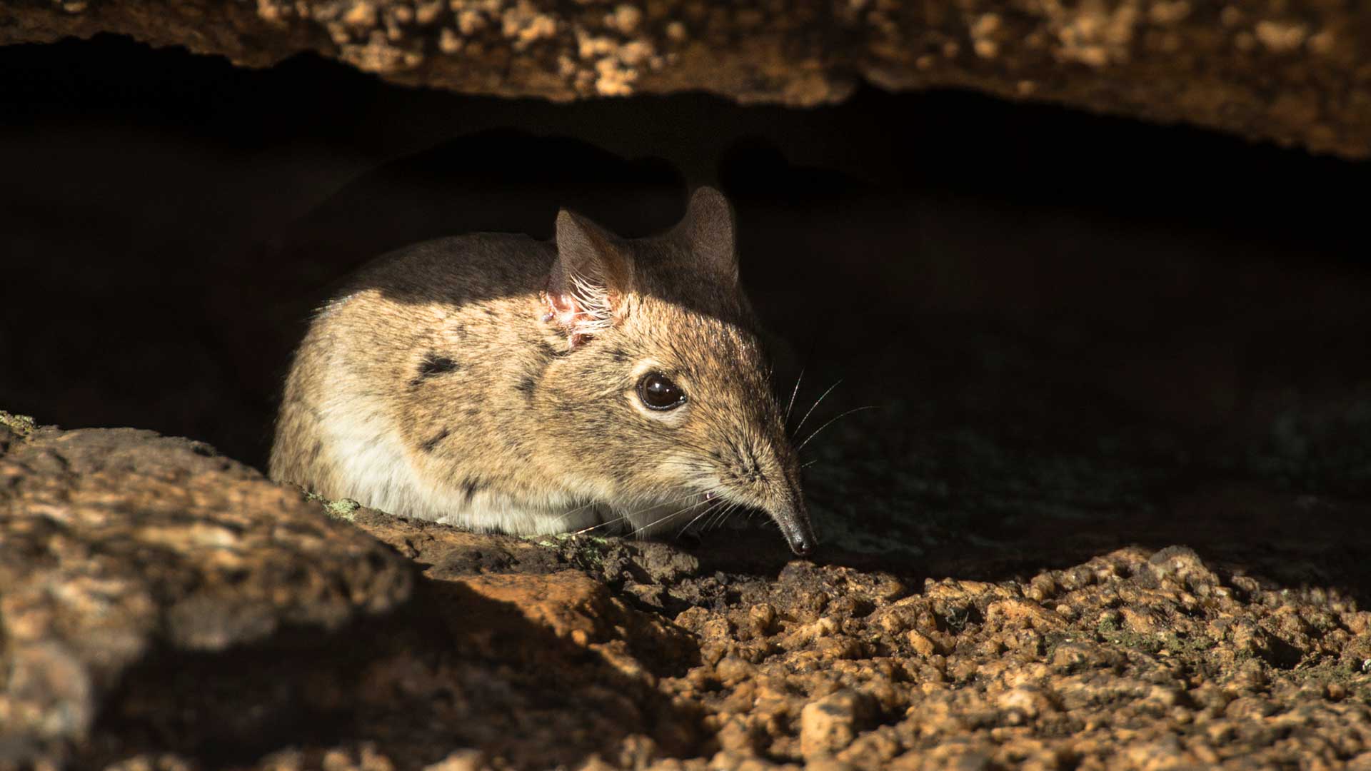 Elephant Shrew Wallpapers