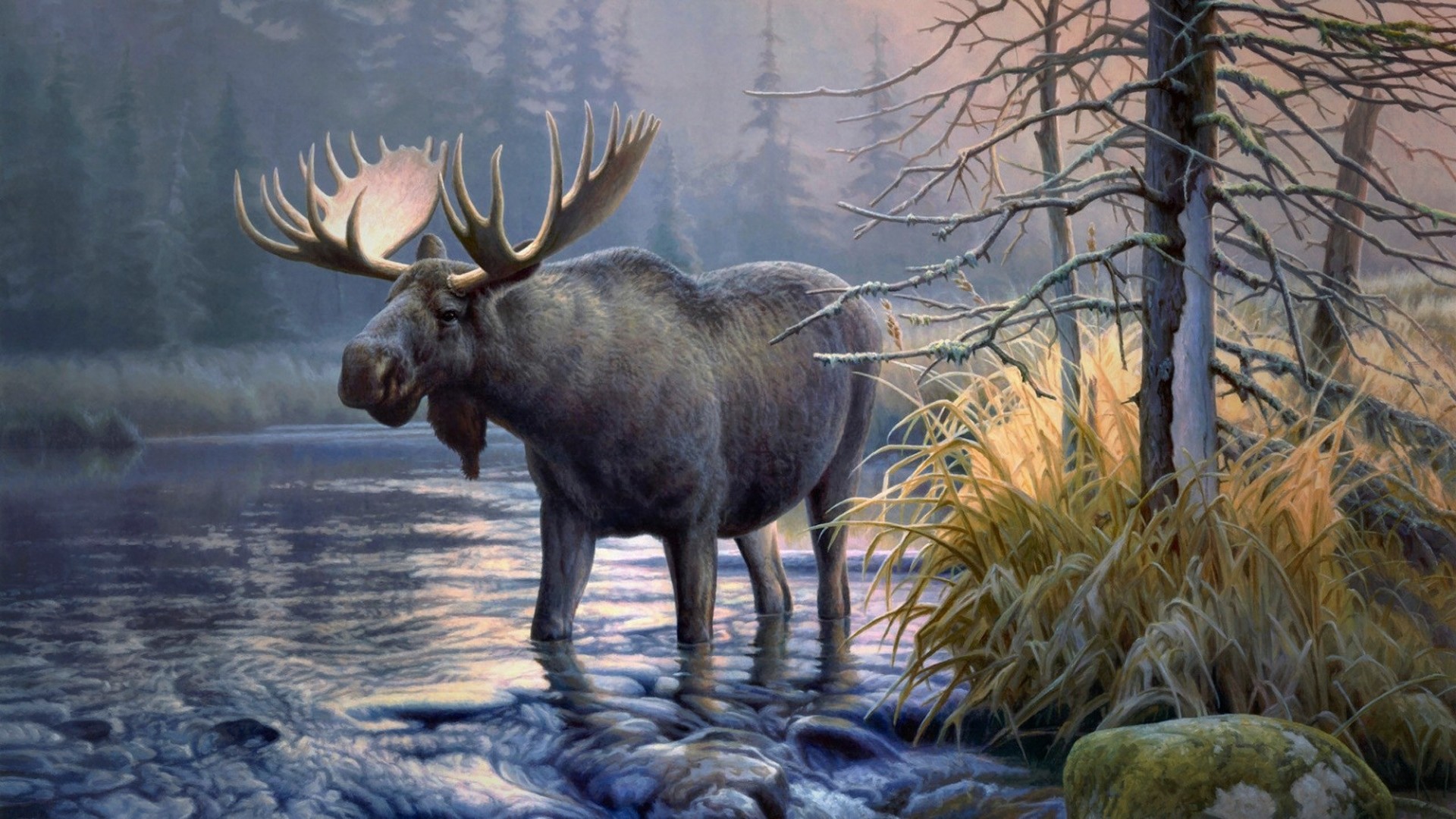 Elk Wallpapers