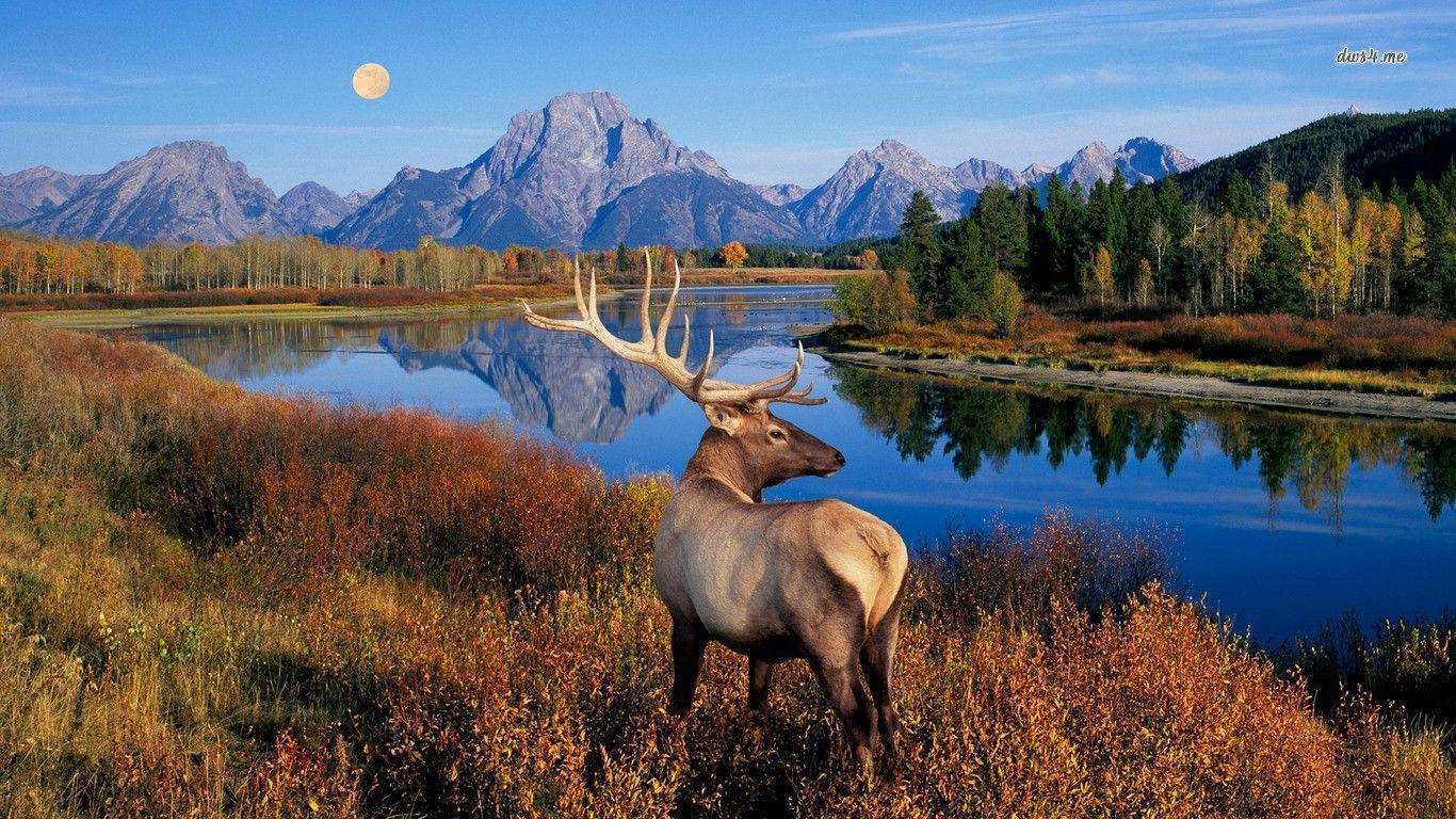 Elk Wallpapers