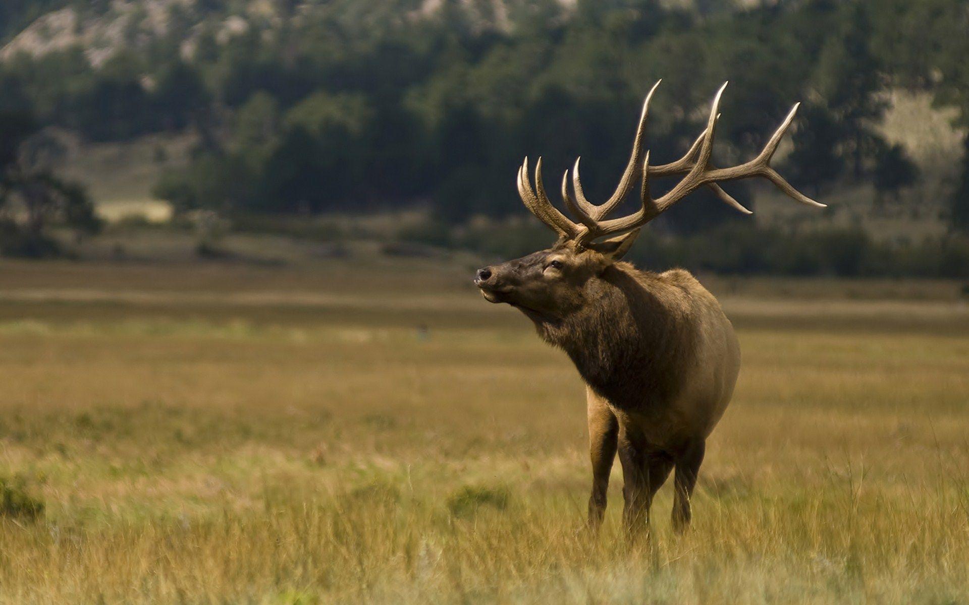 Elk Wallpapers