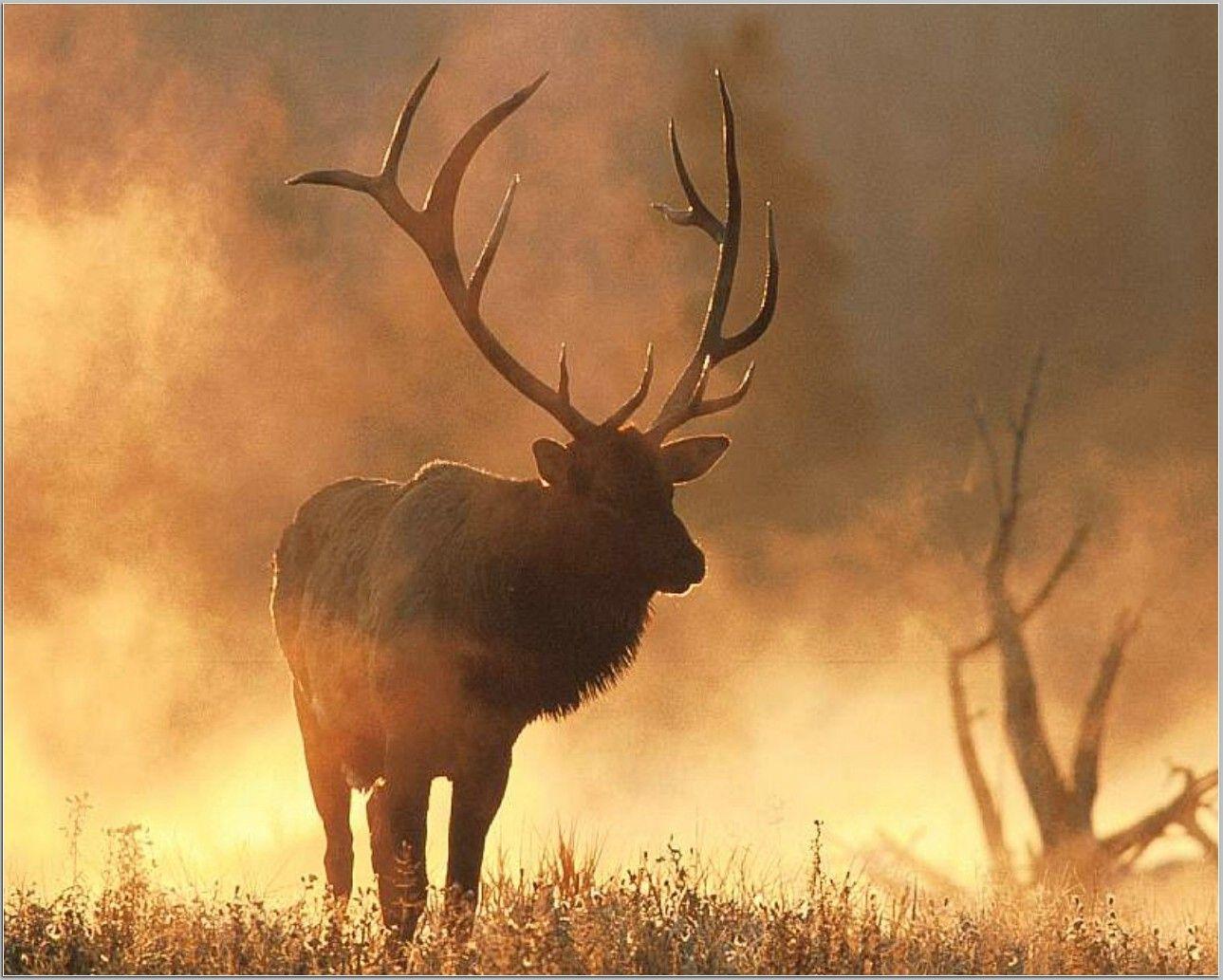 Elk Wallpapers