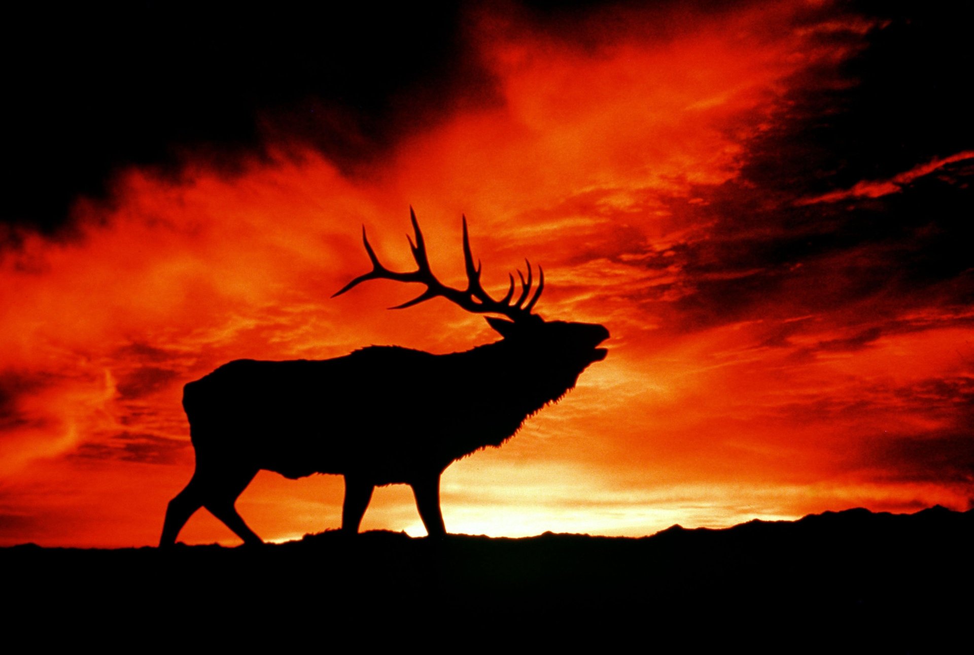 Elk Wallpapers