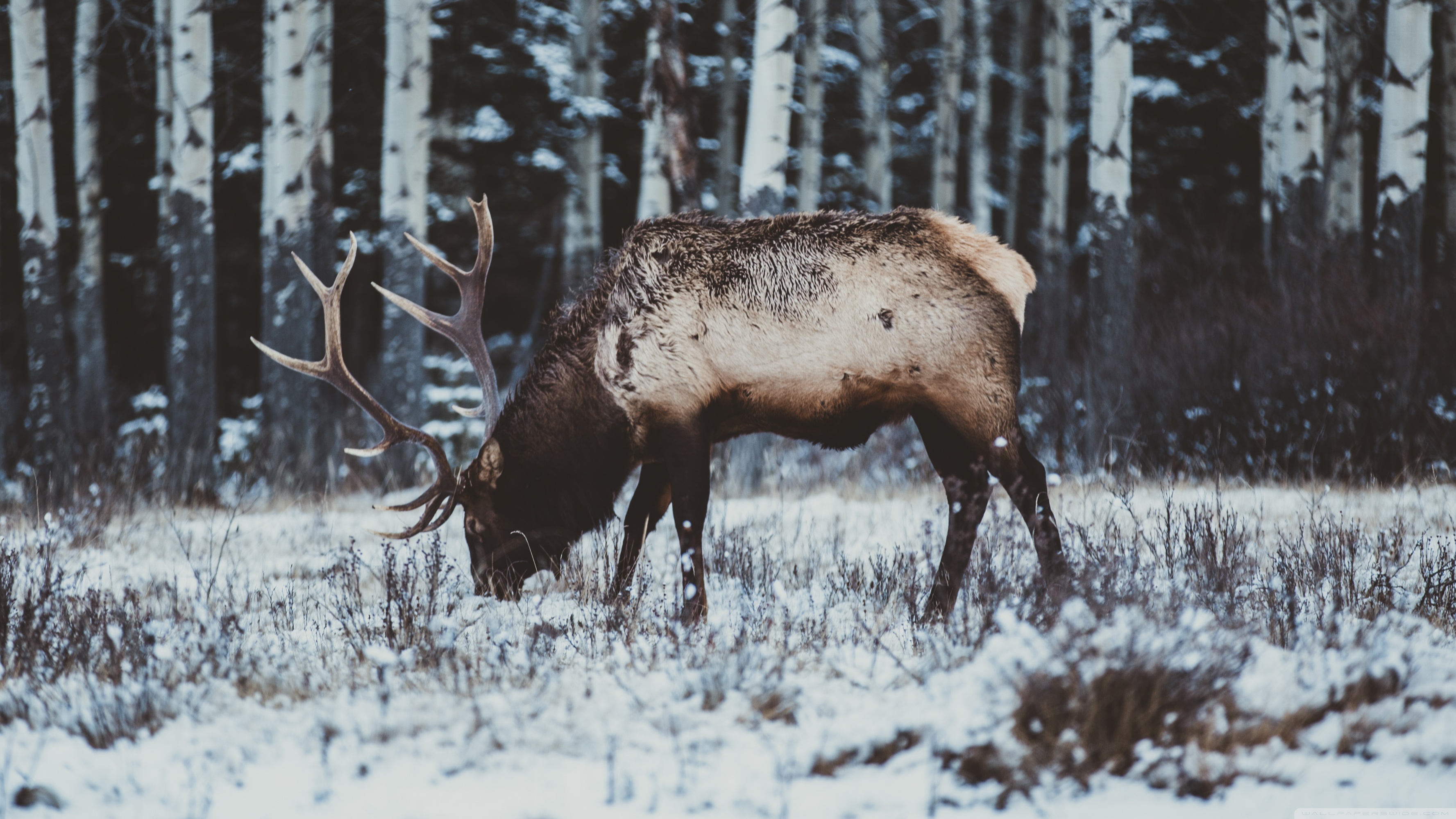 Elk Wallpapers