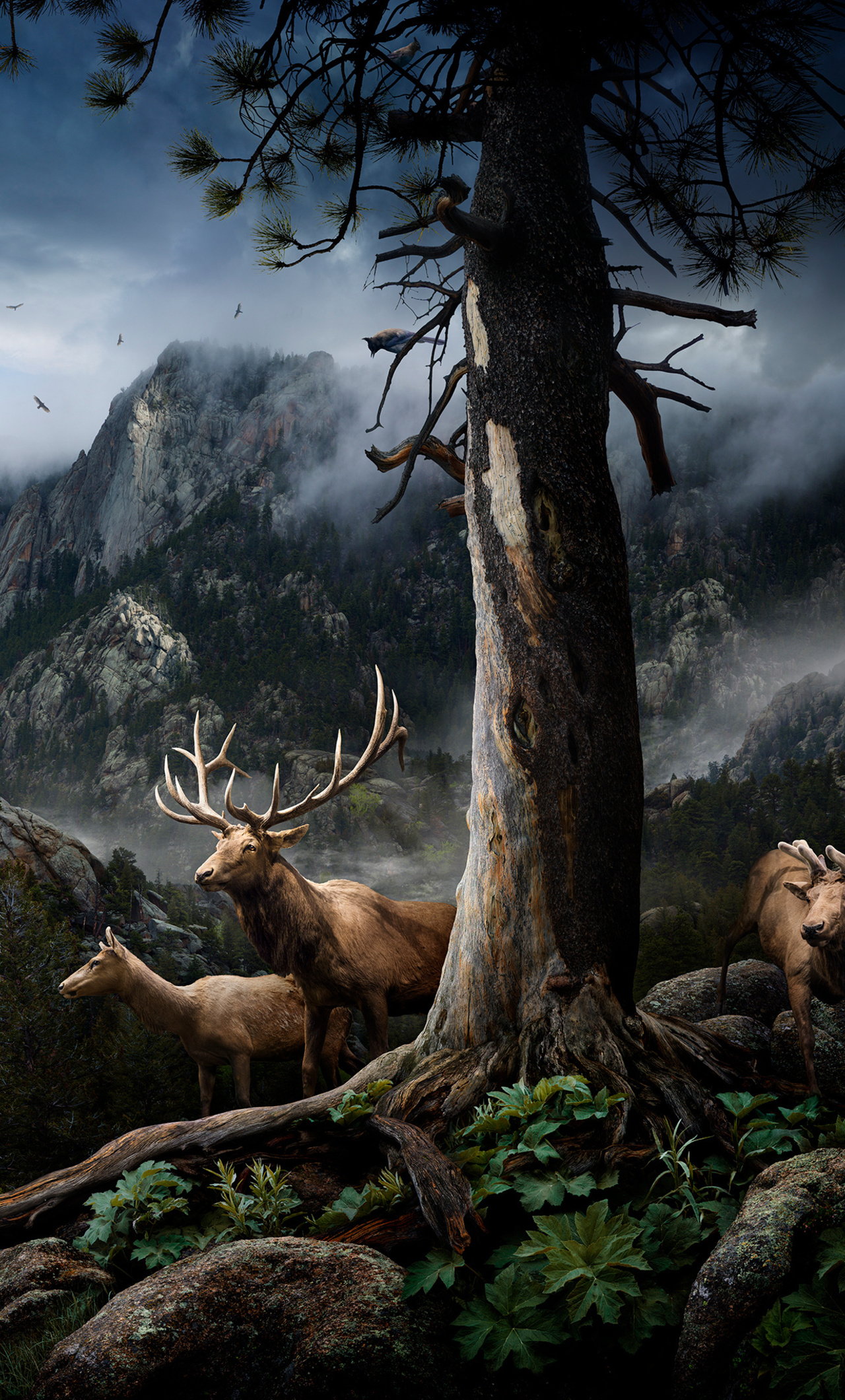 Elk Wallpapers