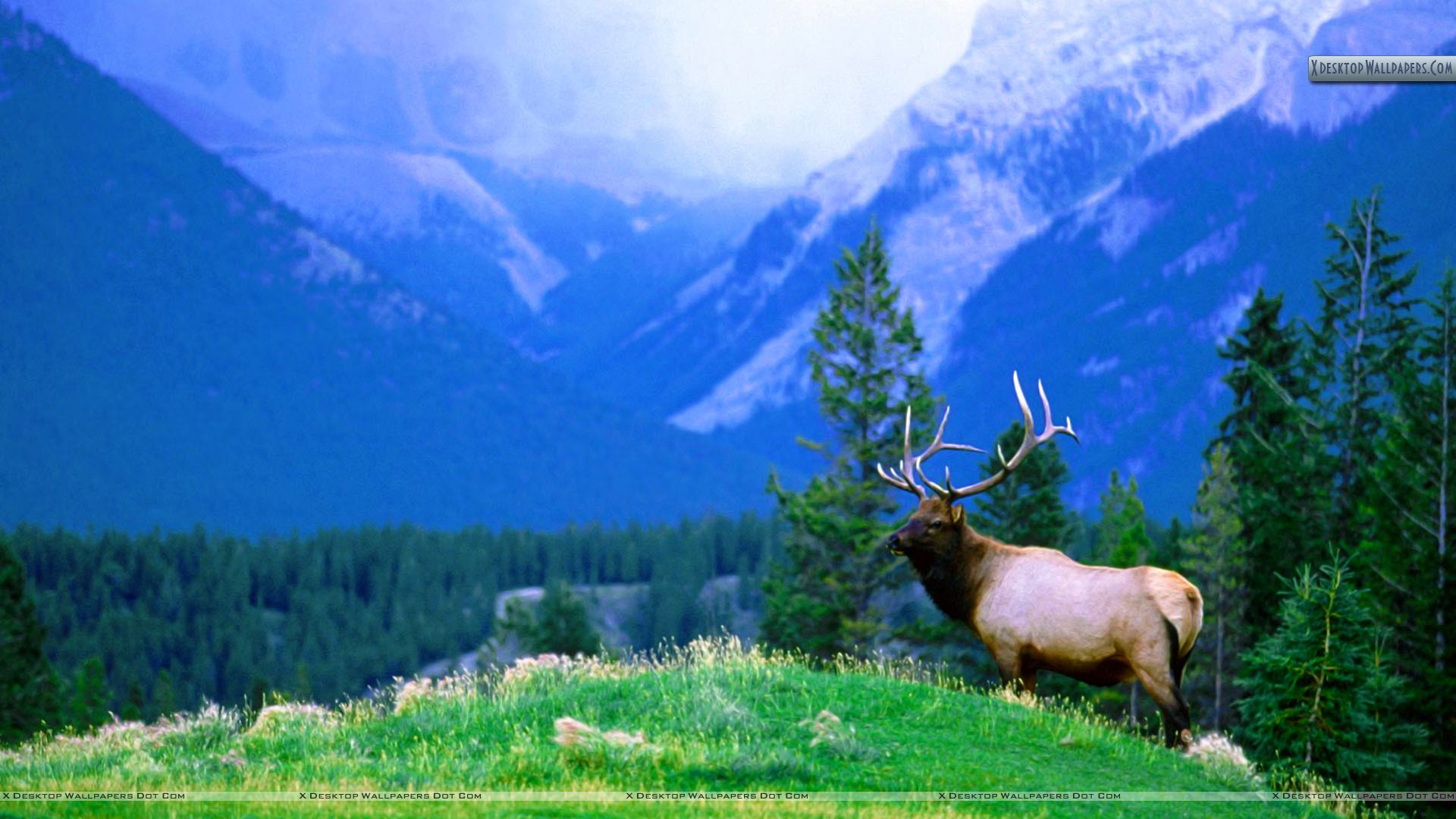 Elk Wallpapers