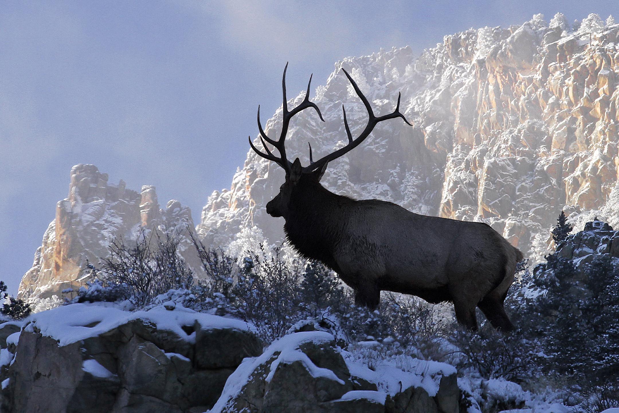 Elk Wallpapers