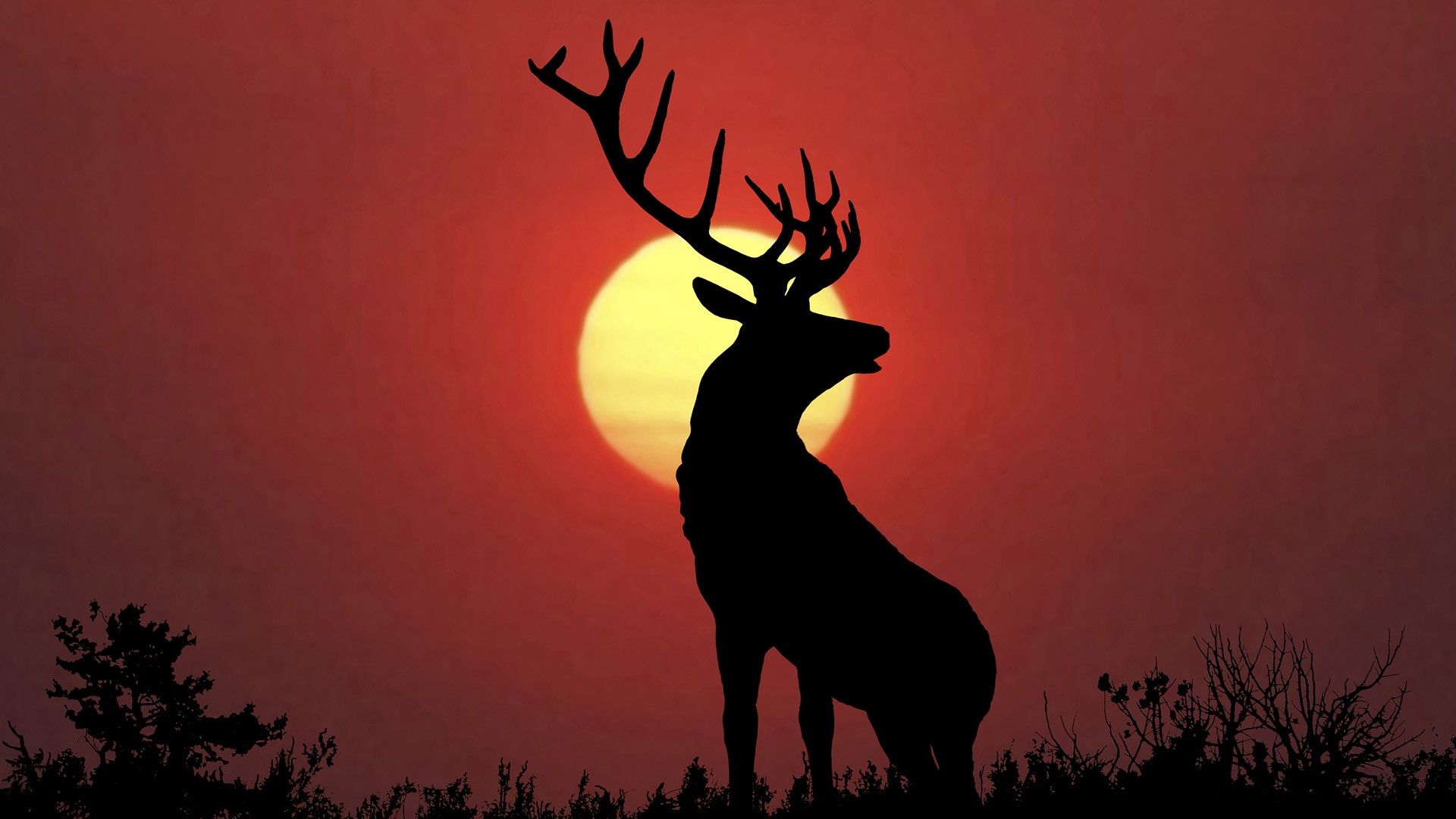 Elk Wallpapers