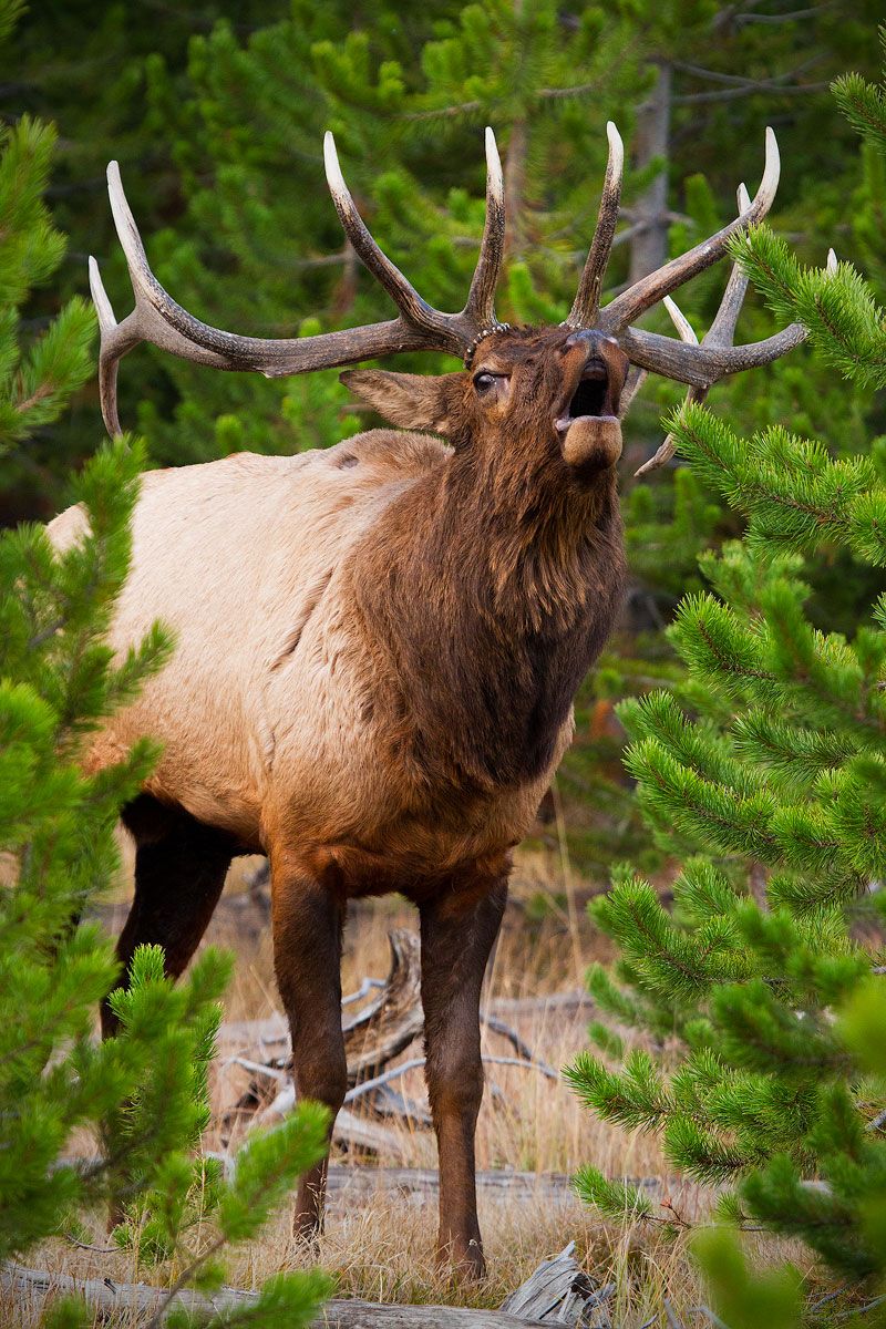 Elk Wallpapers