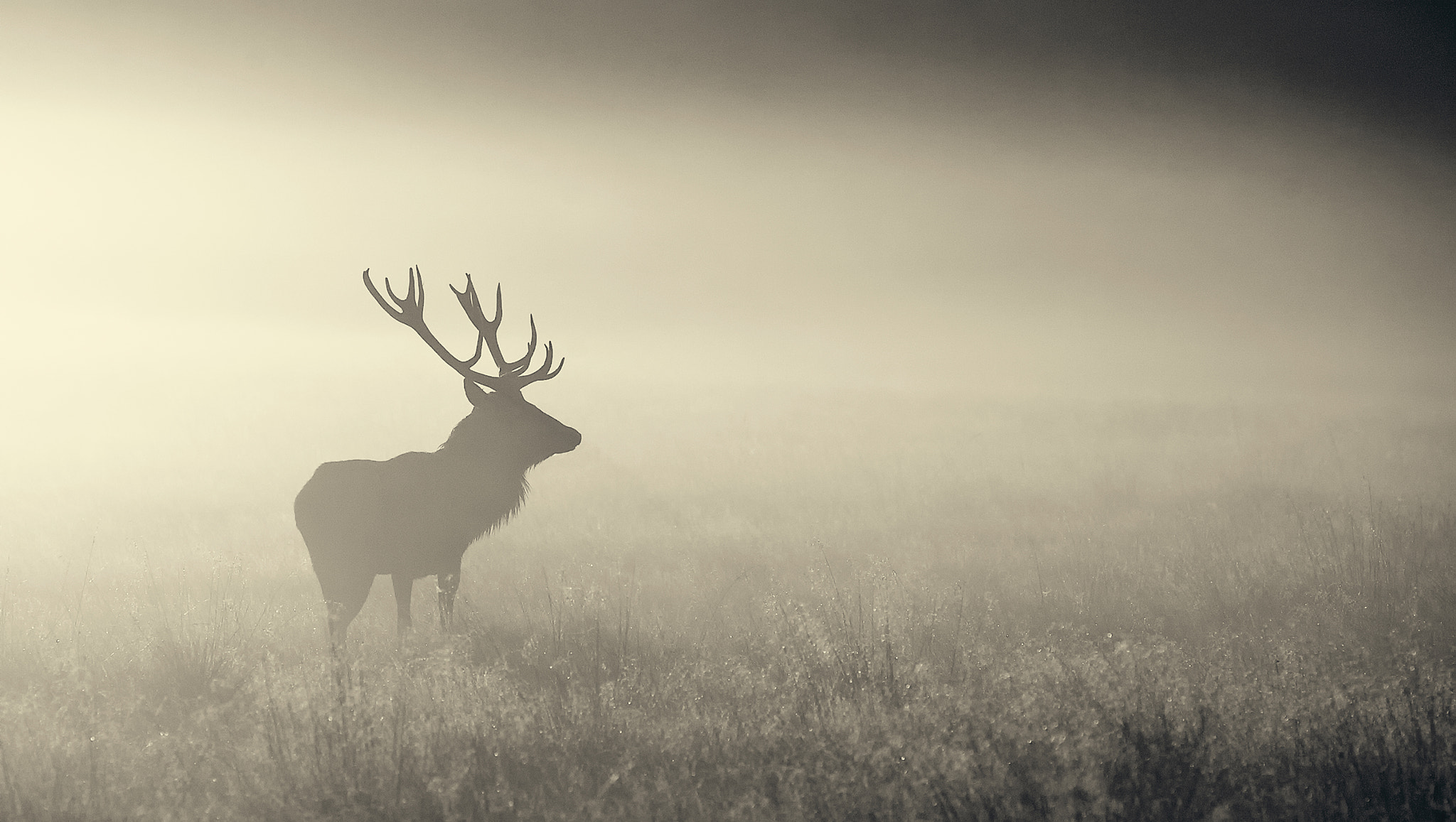 Elk Wallpapers