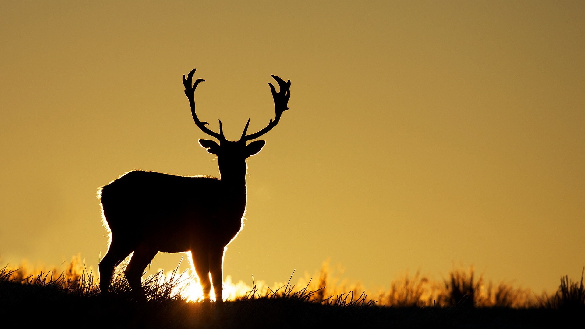 Elk Wallpapers