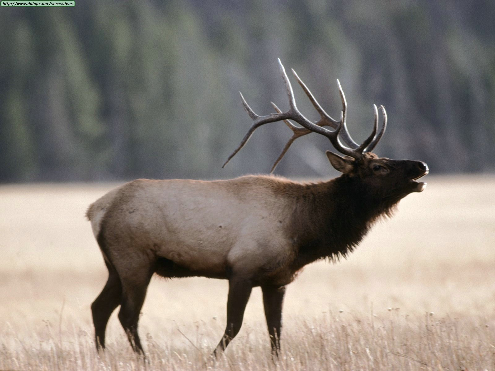 Elk Wallpapers