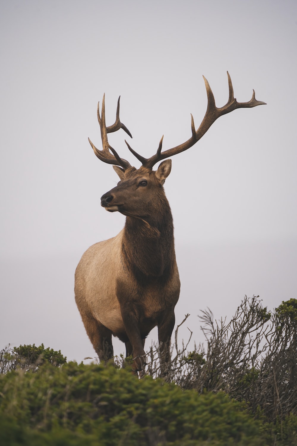 Elk Wallpapers