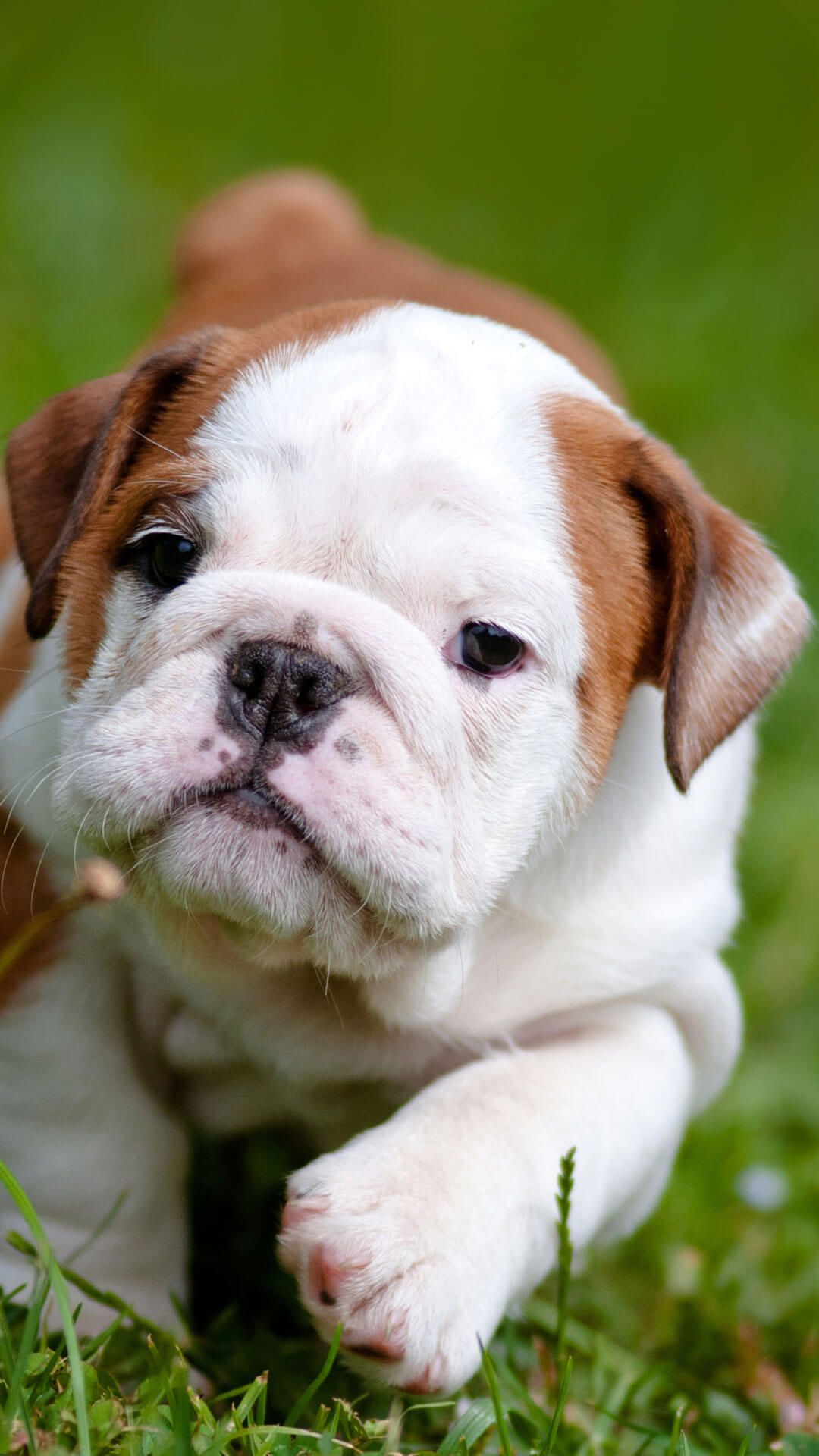 English Bulldog Wallpapers