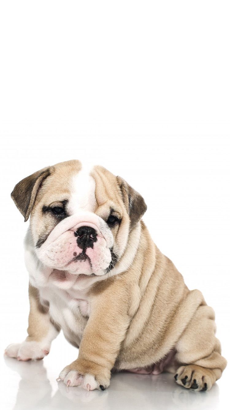 English Bulldog Wallpapers