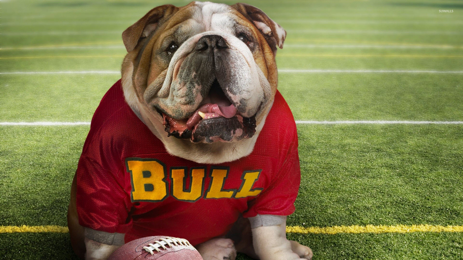 English Bulldog Wallpapers