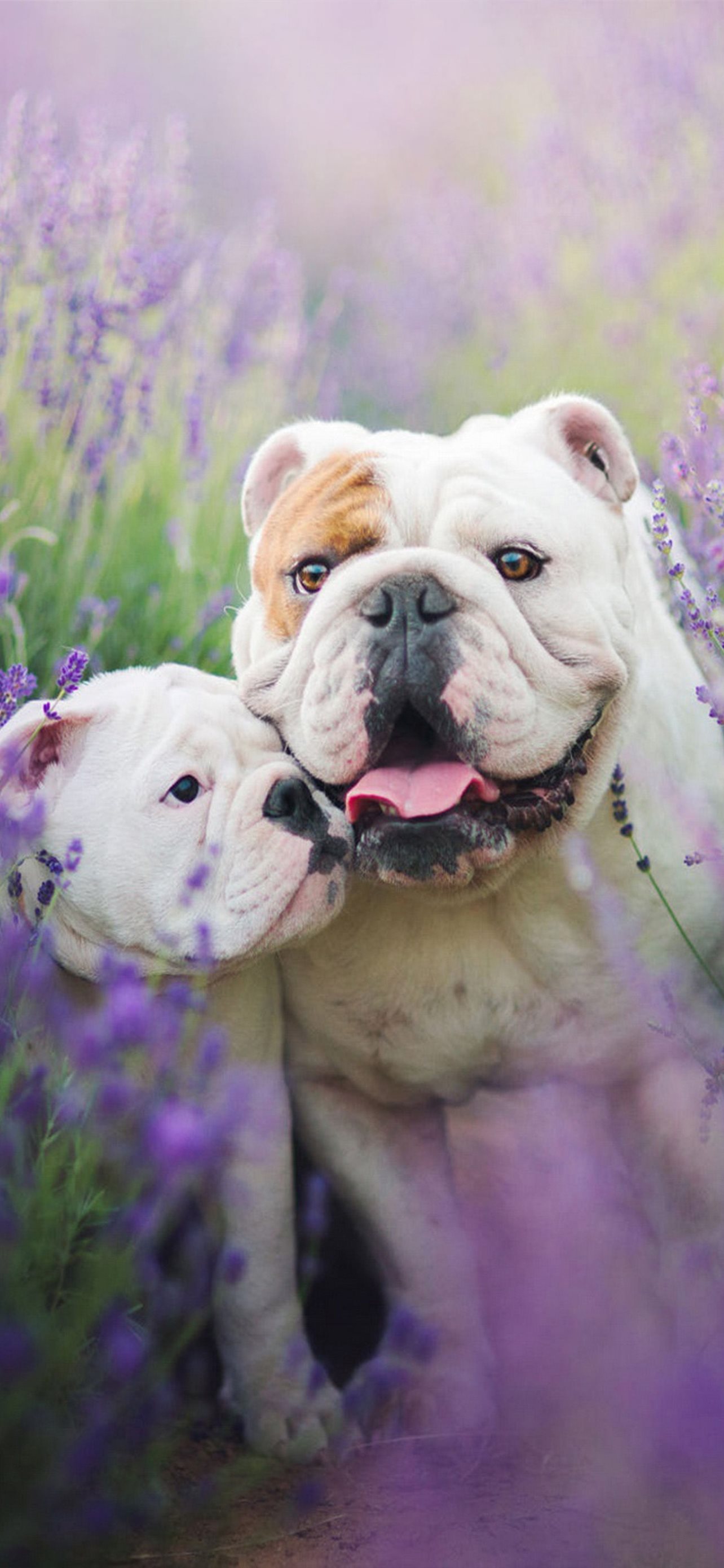 English Bulldog Wallpapers