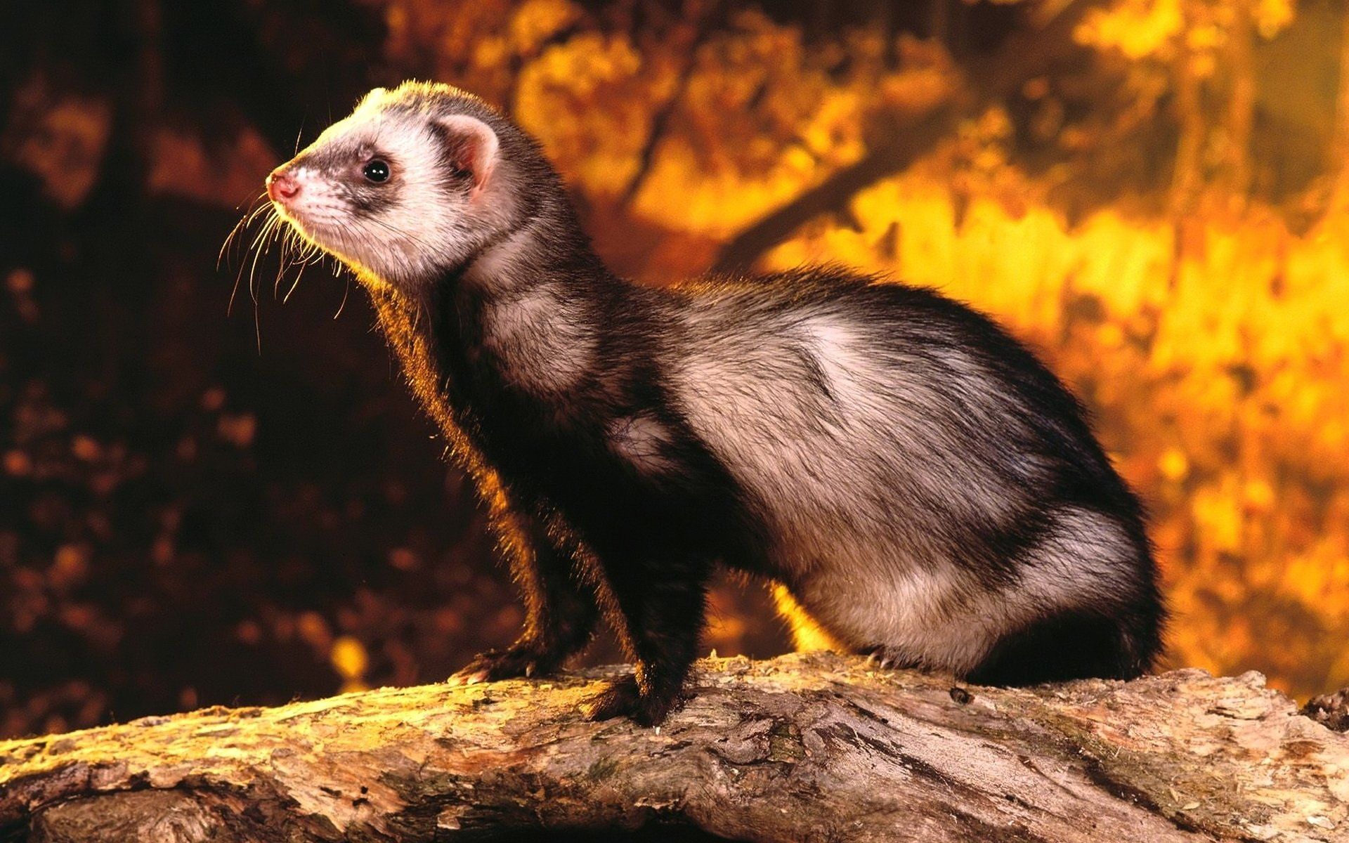 Ferret Wallpapers