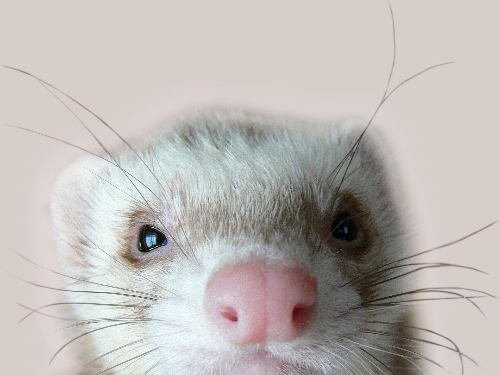 Ferret Wallpapers