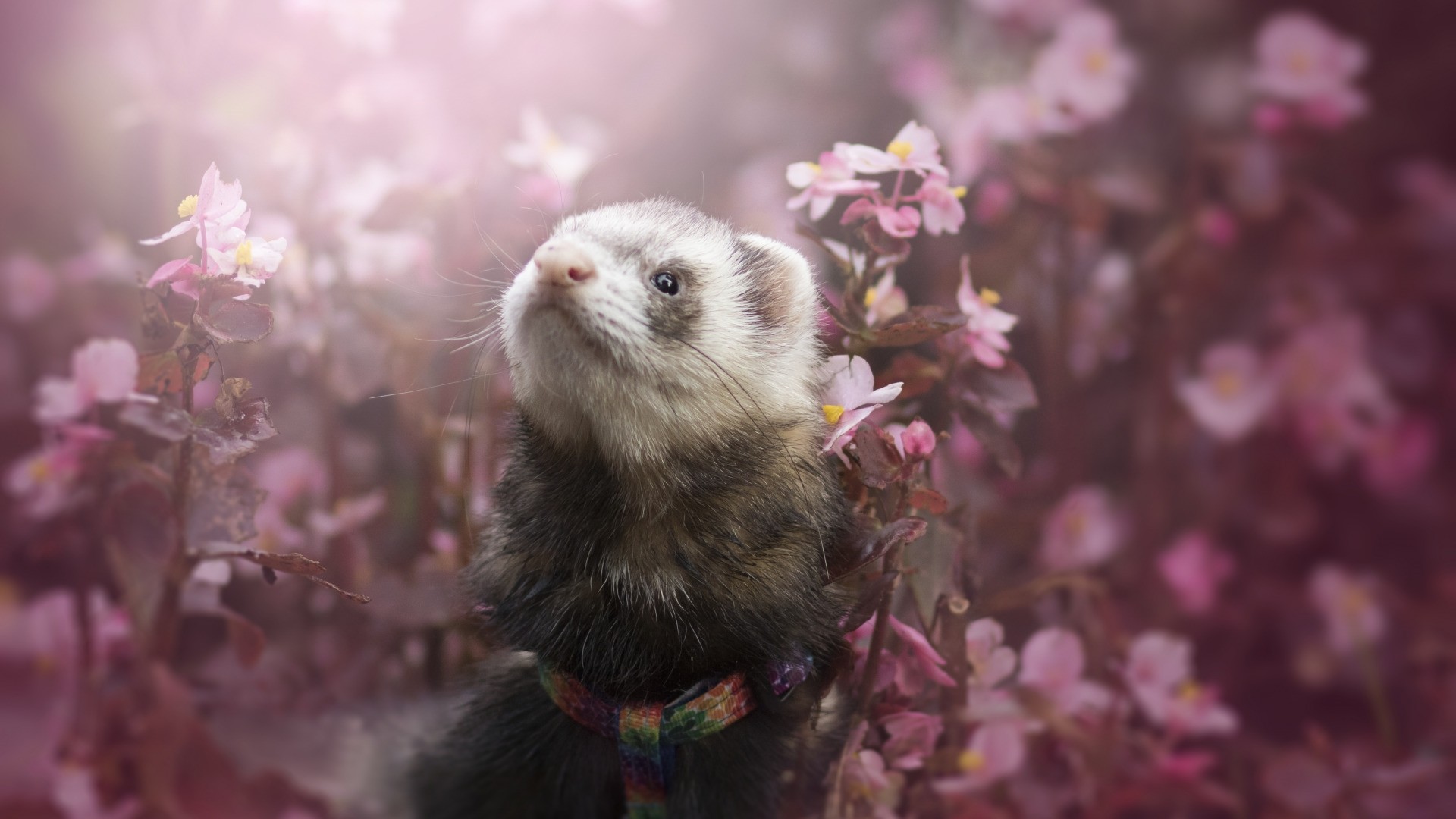 Ferret Wallpapers