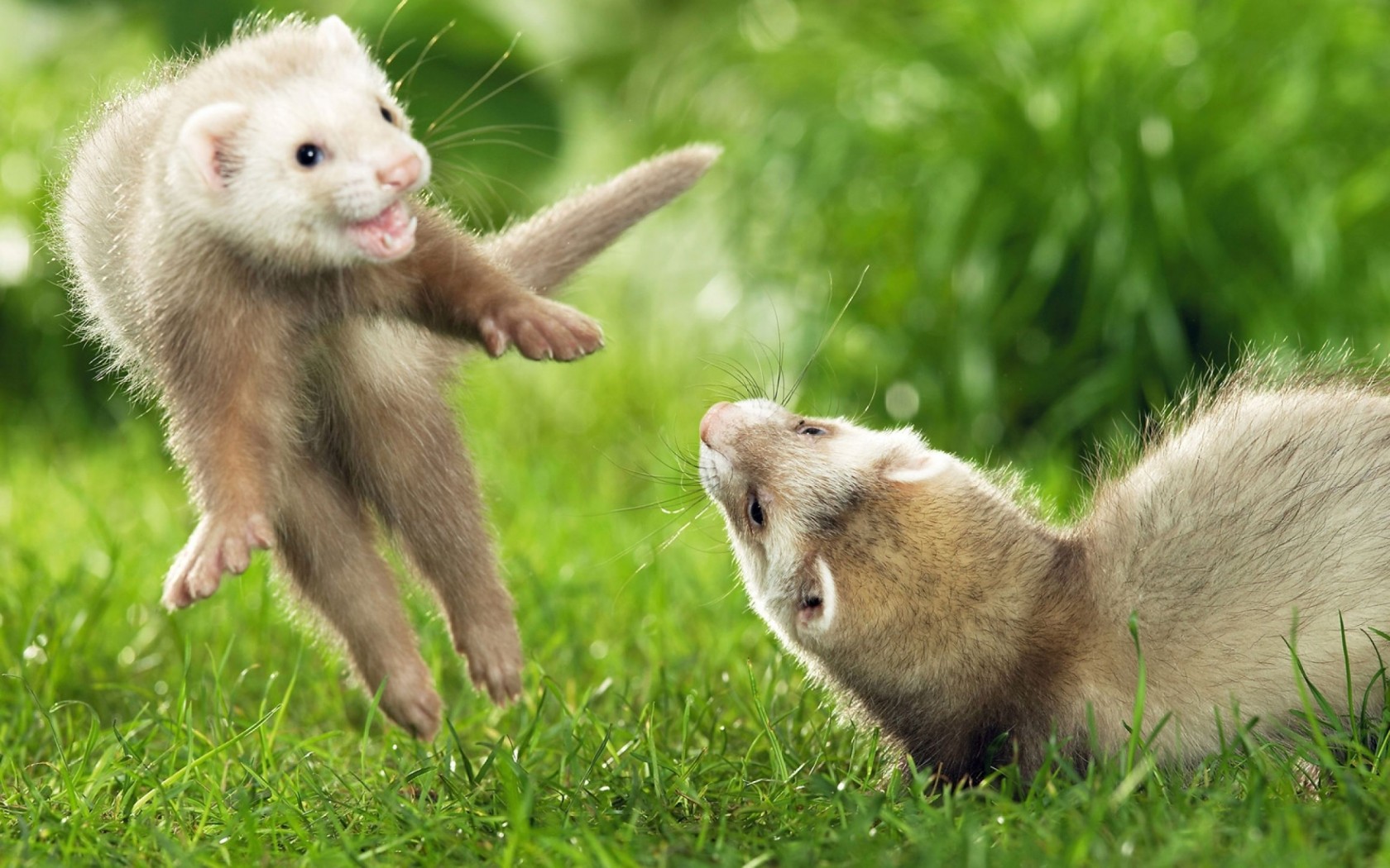 Ferret Wallpapers